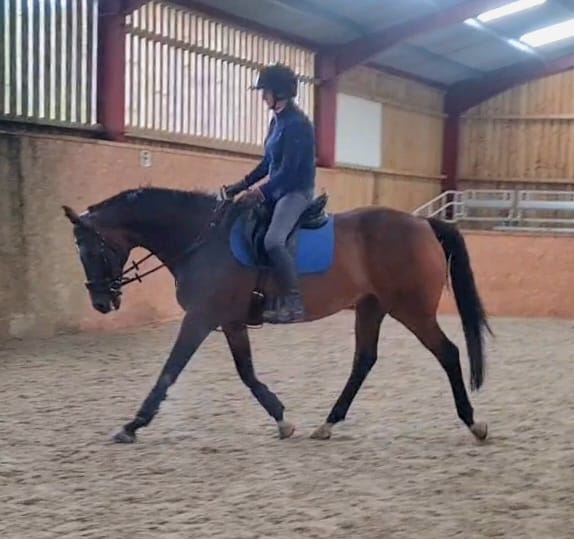 An ex-racehorse at the centre who is thriving after some P.R.P. treatments carried out here with great success. He is being schooled by Mary to ensure this lovely horse becomes stronger and sounder as part of his rehabilitation and can get back to really enjoying his ridden work.
More info on P.R.P. at our Demo on Sat 23rd Sept - Come and join us then - book online on our website under Events.
#equinetraining
#equinerehabilitationcentre #equinerehabilitation #plateletrichplasma #prpforhorses #equinetraining