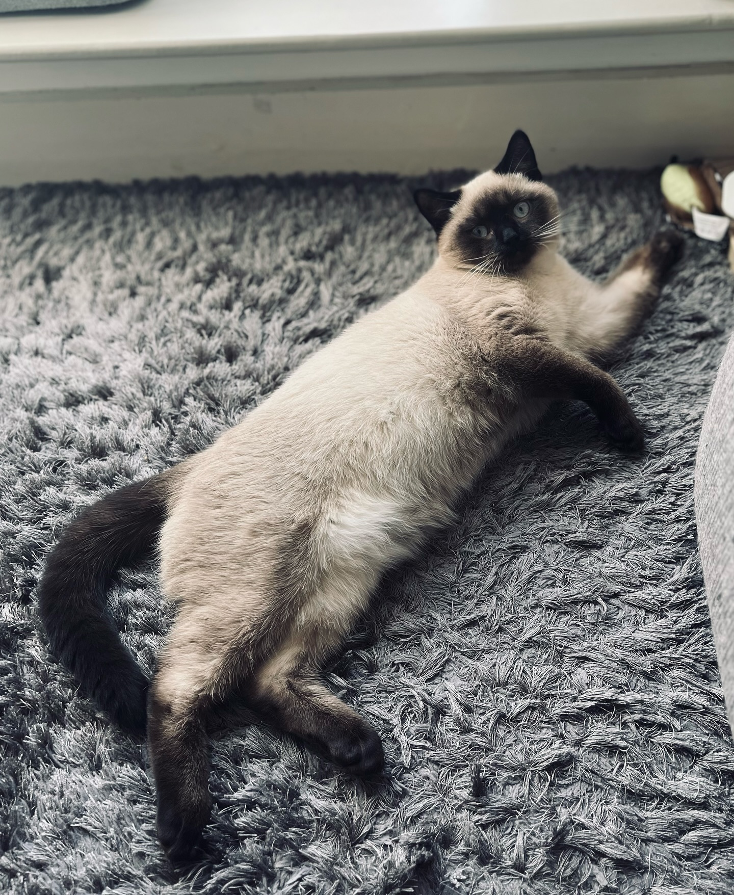 You don’t know rejection until you have been rejected by a cat.
This isn’t one of my usual post on instagram but it made my client laugh so I thought I’d share.
Meet Bruno—my six-month-old kitten who is usually all about the cuddles. But not the other morning. I sat down with my coffee, ready for our usual morning snuggles, and Bruno? Completely rejected me. And I thought, “What did I do to upset the cat?”
Later that day I had a coaching session and my client opens by saying she felt rejected at work. Two colleagues at work had declined her invite to connect over coffee.
She has been working hard to increase her visibility and network in preparation for a new position. Since our last session, she had reached out to ten people in her company, and two had turned her down, saying they had heavy workloads. She had been mulling over this rejection for days.
When we broke it down, it became clear it wasn’t personal. Her colleagues didn’t have the time, and she hadn’t done anything wrong. This kind of rejection will happen frequently throughout your career.
And then I realised: my cat didn’t reject me because I’d upset him, although cutting back on his treats might not have helped. He just wasn’t in the mood for cuddles this morning.
Moral of the story: Don’t overthink other people’s decisions. When you start taking it personally, you’ll end up trapped in a loop of anxiety and stress. Sometimes, it’s just not the right time for them or for your cat.
#Lifecoach #careercoach #executivecoach #personaldevelopment #careergrowth #leadershipcoach #rejection #catlove #careergoals #cork #dublin