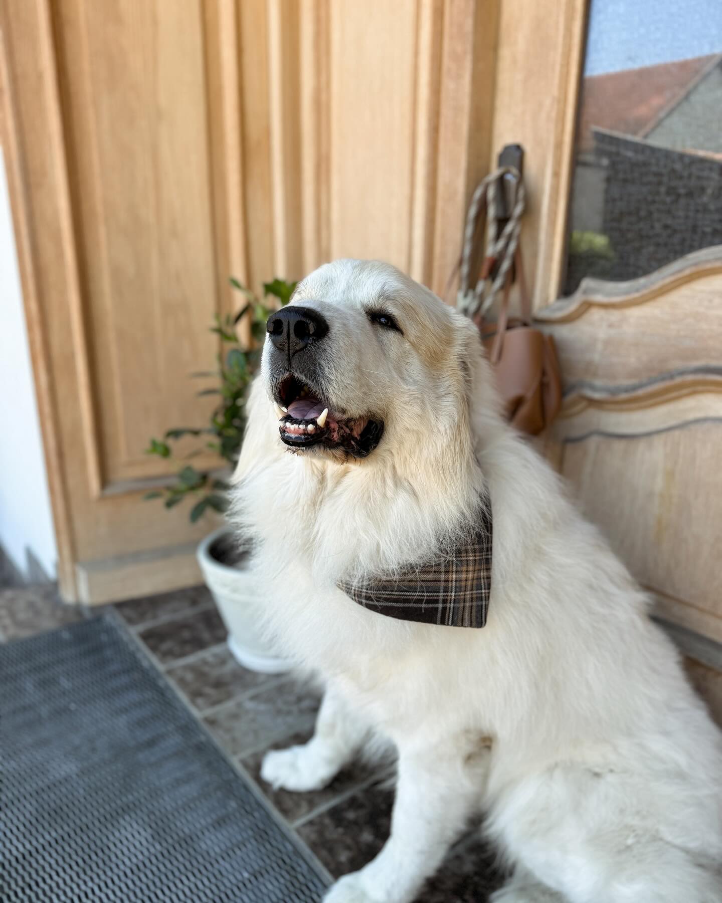 My happy face wenn ich “Ausflug” höre 🤍💦🐩
Immer gut angezogen mit unserem handgenähten Halstuch 🪡