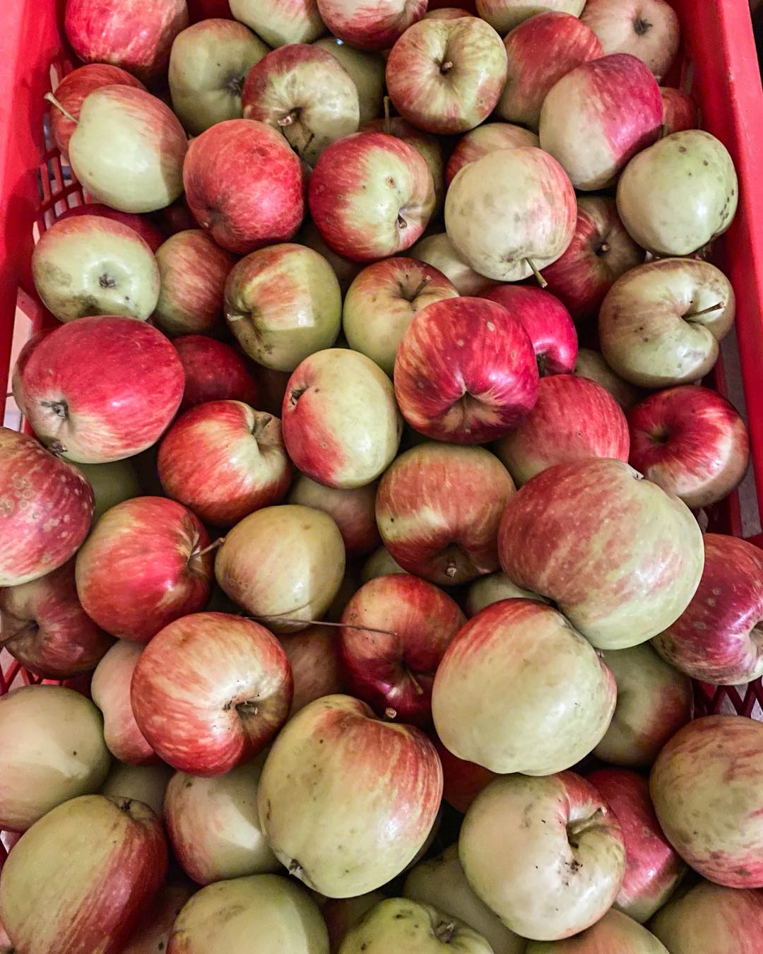 Frisch aus unserem Garten geerntet?✨
Das ruft nach Apfelkuchen, Kaffee und die letzten sommerlichen Sonnenstrahlen genießen. So kann der wunderbare Herbst bei uns beginnen. ?
.
.
#gartenliebe#apfelzeit#herbstzeit#albergotoscana#badschandau#boutiquehotel#sächsischeschweiz#fromfarmtotable#apfelkuchenliebe#saxonswitzerland#elbsandsteingebirge#genießen