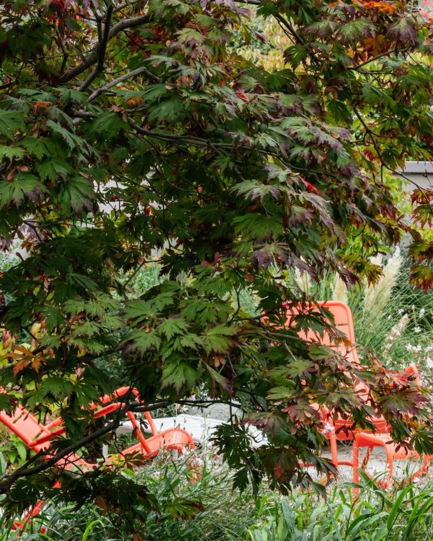 Ein Garten lebt von seinen Kontrasten und dem Zusammenspiel der Pflanzen. Im Vordergrund prägt der japanische Ahorn (Acer japonicum ‘Aconitifolium’) mit seinem fein geschlitzten Laub die Szenerie und verleiht dem Raum Struktur und Tiefe. Dahinter setzt die Amelanchier (Felsenbirne) mit ihrer intensiven Herbstfärbung einen leuchtenden Akzent, der den Garten in ein farbiges Bild verwandelt. Zwischen Sträuchern, Stauden und Gräsern entsteht so ein lebendiger Naturraum, der Ruhe schenkt und zum Verweilen einlädt.
Dieser Garten zeigt, wie bewusst gesetzte Pflanzenwahl Atmosphäre schaffen kann: klare Strukturen, harmonische Übergänge und ein Zusammenspiel, das zu jeder Jahreszeit seine Wirkung entfaltet.
____________________________________________
Planung: Christoph Rabl
Fotograf: Ferdinand Graf Luckner
#gartengestaltung #gartenidee #gartendesign #gartenträume #gartenarchitektur #naturraum #gartenmomente #grüneoase #wohlfühlgarten #ruheort #garteninspiration #gartenliebe #entschleunigungfürdieseele #majuntke #majuntkegärtnervoneden #gärtnervoneden #mainburg
