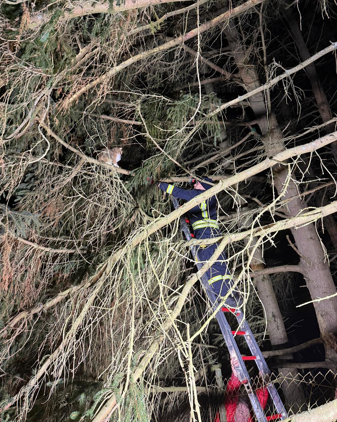 +++ E I N S A T Z I N F O +++
Um 17.22 Uhr wurden wir telefonisch zu einer Tierrettung nach Weiperfelden bestellt.
Eine Katze saß schon längere Zeit in einem Baum. Sie hat sich von ca. 14m Höhe bis auf 6m herunter locken lassen.
Allerdings hat sie sich dann der Rettung entzogen und ist wieder nach oben geklettert. Wir sind unverrichteter Dinge wieder abgerückt.
#waldsolms112 #WirfürWaldsolms #gemeinsamstark #freiwilligefeuerwehr