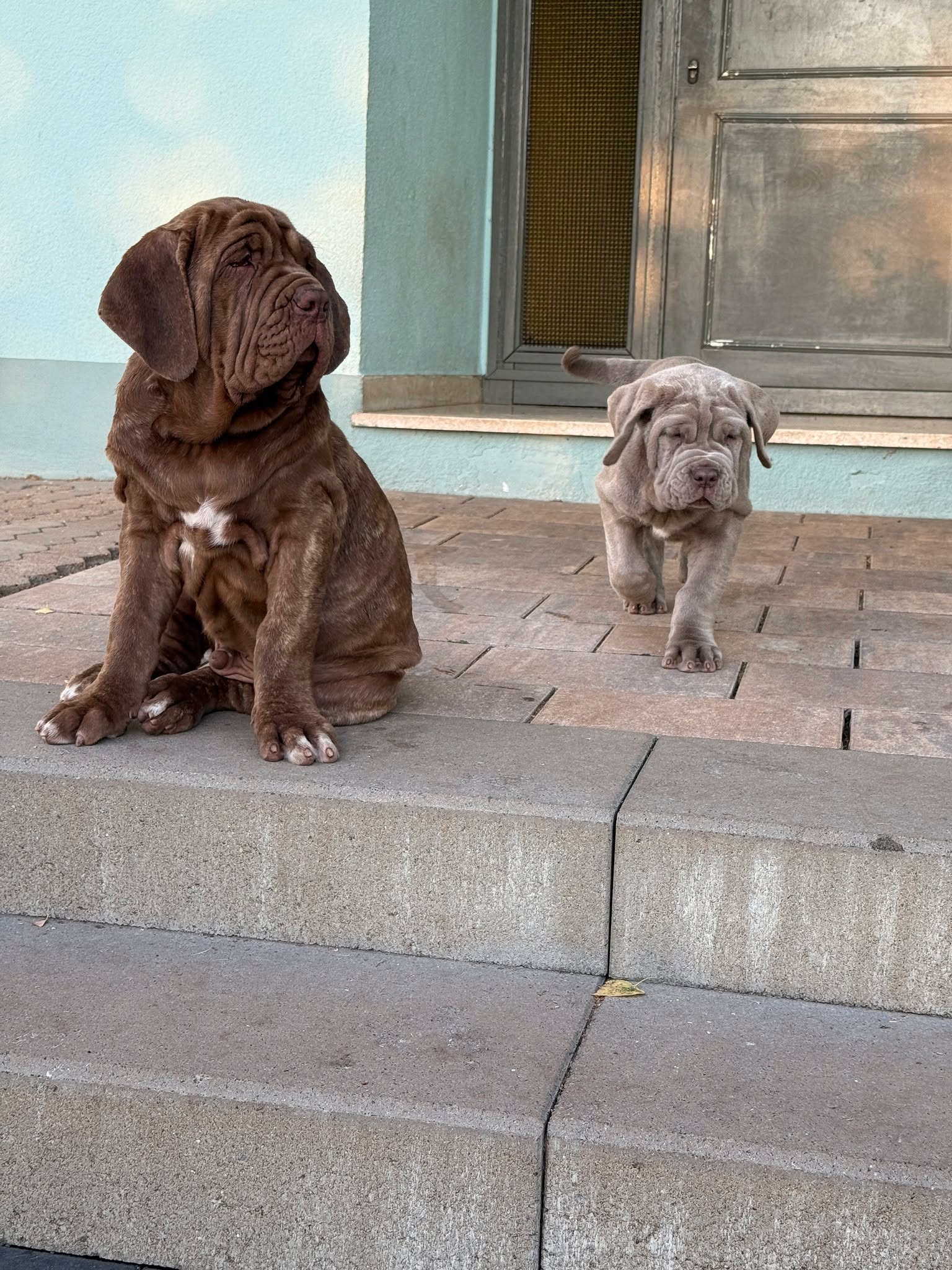 🐾 **Throwback to August 2025** 🐾
This is **GoD Mastino Wotan** and **GoD Mastino Aureo Leo**, back when they were both still little puppies. ❤️
The two cousins grew up together and shared many of their first adventures. Today, their paths have taken them in different directions, but they will always remain part of the same GoD Mastino family.
🇦🇹 **GoD Mastino Wotan** now lives with Alex in Austria.
🏡 **GoD Mastino Aureo Leo** stayed with us and continues to grow up within the GoD pack.
It makes us proud to see how our offspring develop and to know that the bond with their families remains strong.
We wish Wotan and Alex many healthy and happy years together and look forward to continuing to follow the development of both cousins. ❤️🐾
#GoDMastinos #MastinoNapoletano #GoDMastinoWotan #GoDMastinoAureoLeo #MastinoFamily #PuppyMemories #August2025 #GuardOfTheDistrict