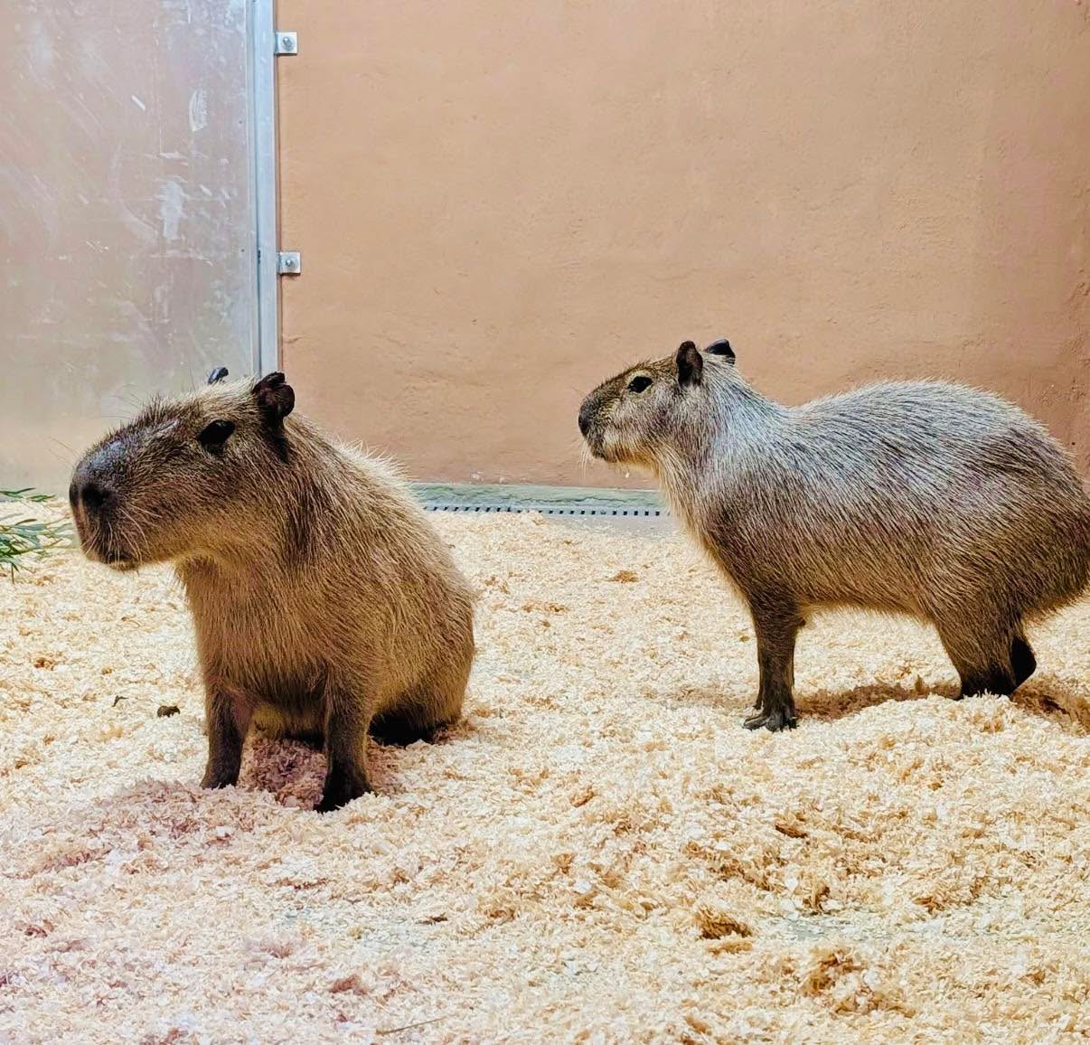 🦫 Neue Bewohner am Pöstlingberg: Die Capybaras sind da! 😍
Willkommen: Im Linzer Zoo sind die Wasserschweine gut angekommen. Zu sehen gibt’s sie allerdings noch nicht: Zunächst brauchen sie etwas Ruhe, um sich an ihre neue Umgebung zu gewöhnen. Spätestens in rund zwei Wochen sollen sie sich aber den Besuchern zeigen.
Die Capybaras sind Teil der neuen Südamerika-Anlage des Zoos. Eigentlich hätte diese bereits Ende September eröffnet werden sollen. Weil sich die Übersiedlung der geplanten Tapire nach Linz verzögert, wurde die offizielle Eröffnung auf voraussichtlich Frühjahr 2027 verschoben.
👉 Die Capybaras müssen darauf zum Glück nicht warten – sie sollen schon in Kürze zu sehen sein. 🦫
Foto: FB/Linzer Zoo 🦫 Neue Bewohner am Pöstlingberg: Die Capybaras sind da! 😍
Willkommen: Im Linzer Zoo sind die Wasserschweine gut angekommen. Zu sehen gibt’s sie allerdings noch nicht: Zunächst brauchen sie etwas Ruhe, um sich an ihre neue Umgebung zu gewöhnen. Spätestens in rund zwei Wochen sollen sie sich aber den Besuchern zeigen.
Die Capybaras sind Teil der neuen Südamerika-Anlage des Zoos. Eigentlich hätte diese bereits Ende September eröffnet werden sollen. Weil sich die Übersiedlung der geplanten Tapire nach Linz verzögert, wurde die offizielle Eröffnung auf voraussichtlich Frühjahr 2027 verschoben.
👉 Die Capybaras müssen darauf zum Glück nicht warten – sie sollen schon in Kürze zu sehen sein. 🦫
Foto: FB/Linzer Zoo