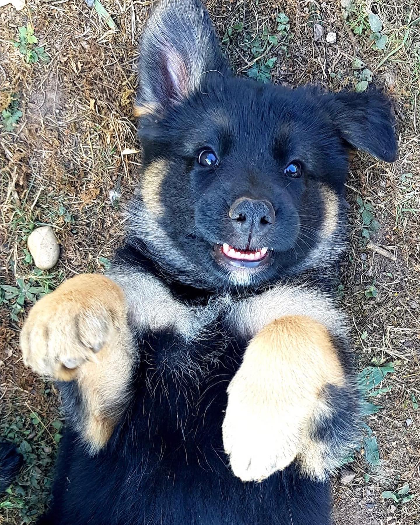 1 Jahr mit *HUMMEL*
#dankbar #hundesinddiebesserenmenschen #doglover