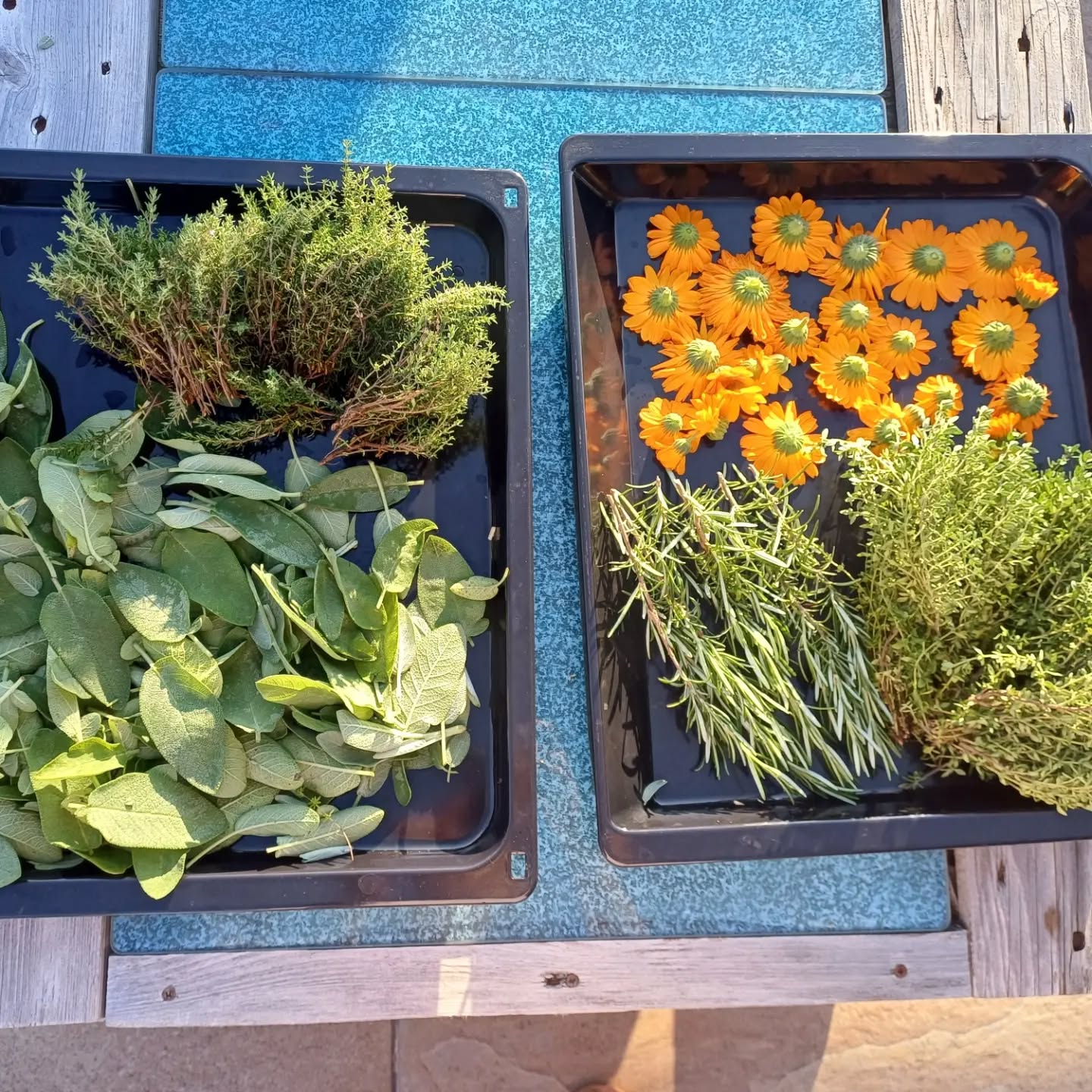 So schmeckt der Sommer.
Einkaufen im Garten.
Regional, gesund und lecker.
#selbstangebaut
#gesund
#regional
#saisonal
#soschmecktdersommer
#gartenliebe
