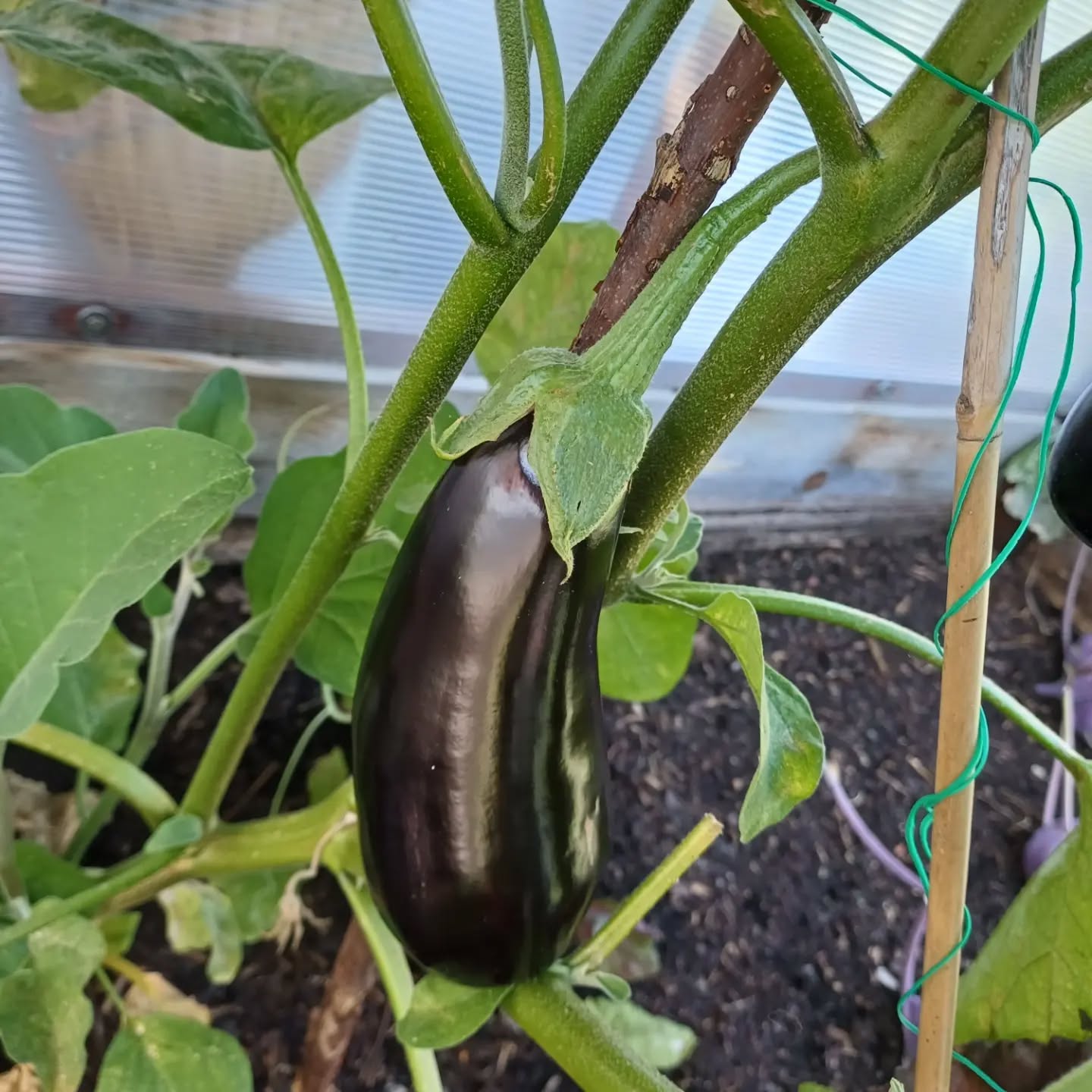 So schmeckt der Sommer.
Einkaufen im Garten.
Regional, gesund und lecker.
#selbstangebaut
#gesund
#regional
#saisonal
#soschmecktdersommer
#gartenliebe