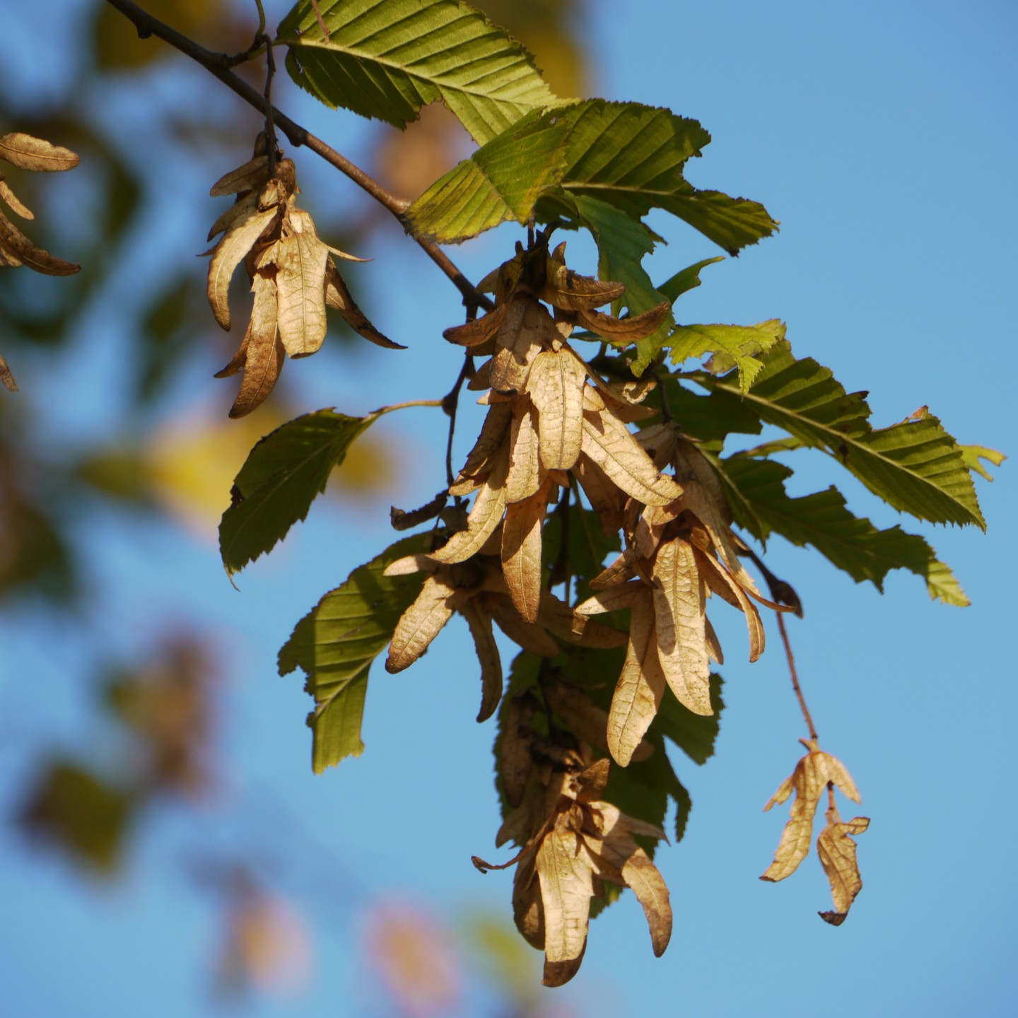 MINTeraktiv 2023 - Herbstakademie
Soweit der Wind mich trägt – Wie kommt die Pflanze an einen
neuen Ort? ?
Samen und Früchte sind ein Zeichen des nahenden Herbstes. Ihre Vielfalt und ihre Verbreitungsformen und vieles andere mehr werden wir erforschen. Wir sammeln Früchte und konstruieren Fantasiefrüchte, die fliegen, kleben oder schwimmen
können.
? Donnerstag, 12.10.2023, 10-12 Uhr
? Landschaftshaus, Schloss Homburg 2, Nümbrecht
Anmeldung unter schulte@agentur-kulturlandschaft.de
?? von 7-12 Jahren
Es handelt sich um ein inklusives Angebot.
#MINTeraktiv #mint #investmint #oberbergischerkreis #bakbneregionalzentrum #herbstfrüchte #bne
Foto: F. Herhaus, Oberbergischer Kreis