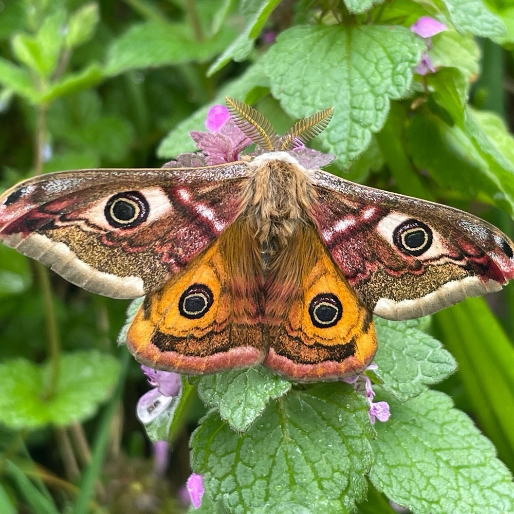 Veranstaltungshinweis
Das Kleine Nachtpfauenauge (Saturnia pavonia) ist nicht nur selten zu erblicken, es besitzt auch eine faszinierende Verbreitungsstrategie. Ausgestattet mit fiedrig gefächerten Fühlern können die Männchen die Weibchen über Botenlockstoffe noch in zwei Kilometern Entfernung wahrnehmen. Dieses spannende Phänomen der Partnerwahl lässt sich bei dieser Art nur in wenigen Wochen des Jahres beobachten.
Innerhalb der ca. dreistündigen Veranstaltung möchten wir Euch die Möglichkeit geben, diesem Naturschauspiel beizuwohnen. Angeleitet wird die Veranstaltung von unserem Schmetterlingskundler Bernd Bergmann, der über interessante Fakten und Wissenswertes zum Kleinen Nachtpfauenauge berichten wird.
Termin: Donnerstag, 25. April, 12:00 Uhr
Ort: Rotes Haus, Schloss Homburg 2, 51588 Nümbrecht
Die Veranstaltung ist kostenfrei!
Anmeldung bei Janna Schulte unter:
?schulte@agentur-kulturlandschaft.de
oder unter ?02293-901525
Foto: Bernd Bergmann