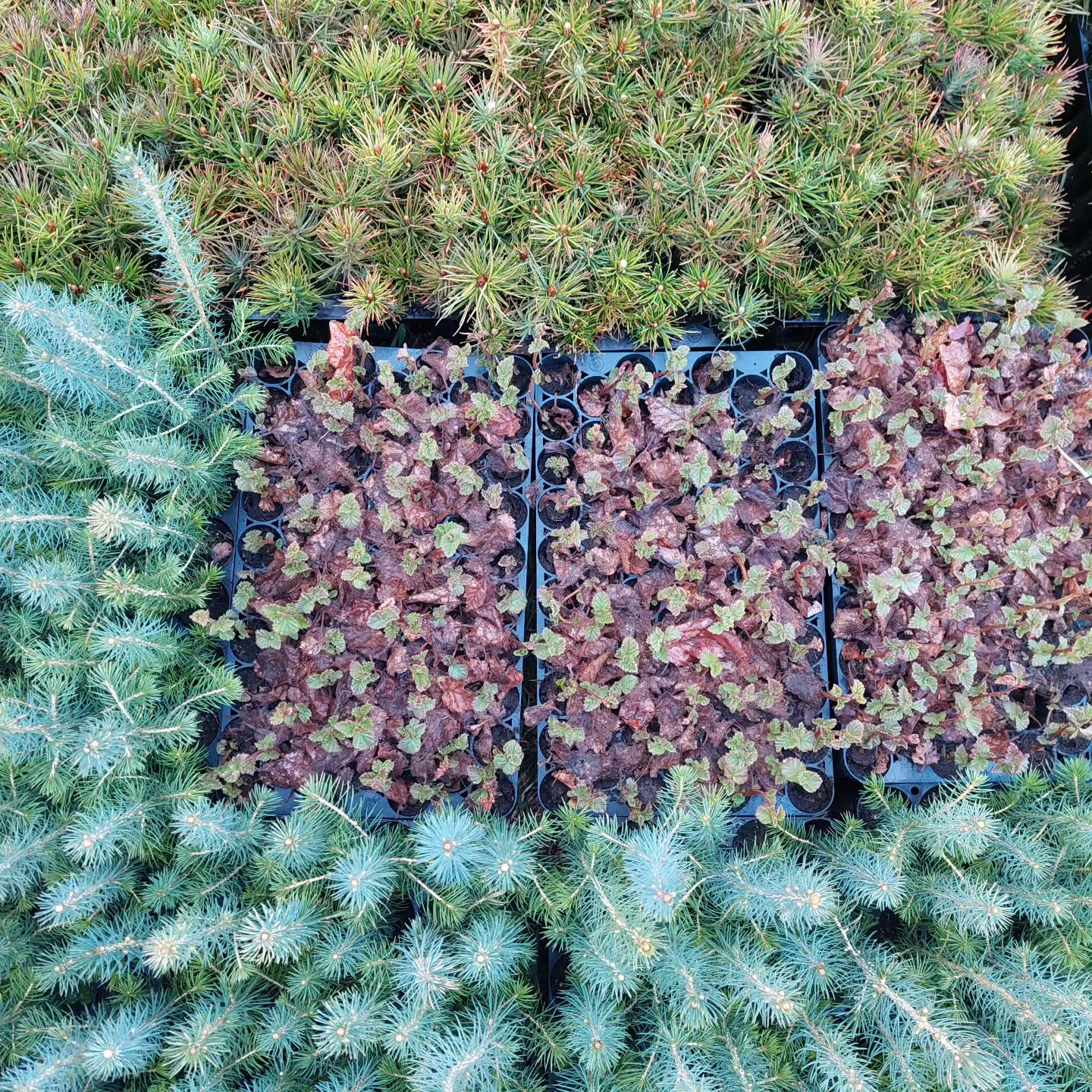 Fyrstu skógarplöntur vorsins komnar til skógarbónda ?
-Stafafura -Birki -Sitkagreni -