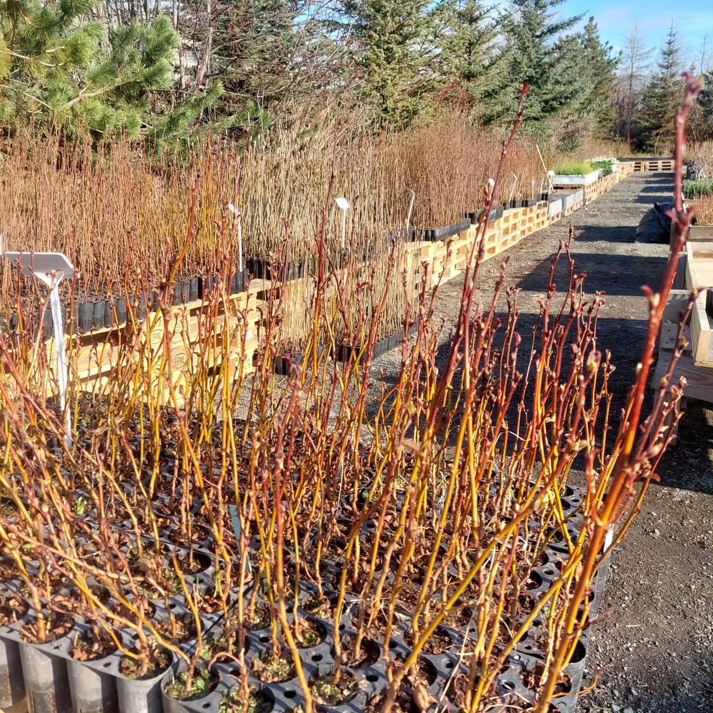 Bakkaplönturnar komnar í söluna ?