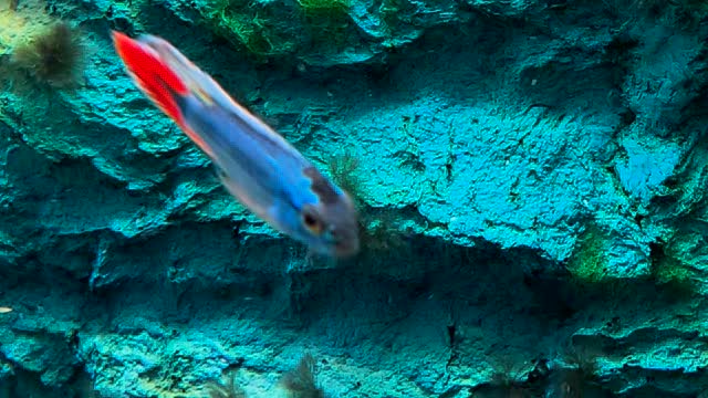 Una de Apistogrammas! ❤️
Trabajando duro cada día para ser vuestra mejor opción ✅
〰️〰️〰️〰️〰️〰️〰️〰️〰️〰️〰️
? Plaza La Constitución 3, Alcorcón
? www.aquasalvaje.com
〰️〰️〰️〰️〰️〰️〰️〰️〰️〰️〰️
#aquasalvaje #aquarium #madrid #alcorcon #aquascaping #aquascape #aquariumdesign #acuarioplantado #aquariumhobby #aquascaper #acuario #acuariofilia #acuarionatural #naturedesign #alcorconcity