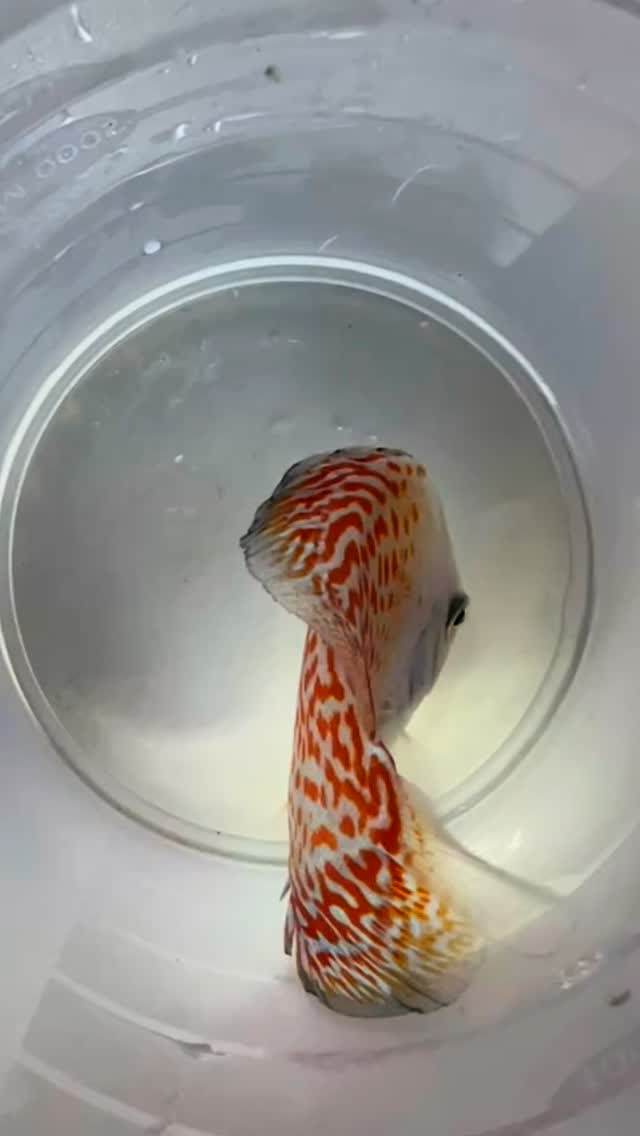 Algunas de las maravillas que se marcharon en estos días.
〰️〰️〰️〰️〰️〰️〰️
✅ Trabajando duro cada día para ser tu mejor opción.
〰️〰️〰️〰️〰️〰️〰️
? Plaza La Constitución 3, Alcorcón
〰️〰️〰️〰️〰️〰️〰️
? www.aquasalvaje.com
〰️〰️〰️〰️〰️〰️〰️
#aquasalvaje #aquarium #madrid #alcorcon #aquascaping #aquascape #aquariumdesign #acuarioplantado #aquariumhobby #aquascaper #acuario #acuariofilia #acuarioplantado #peces #pecestropicales #tropicalfish #tropicalfishtank #tropicalfishkeeping #alcorconcity