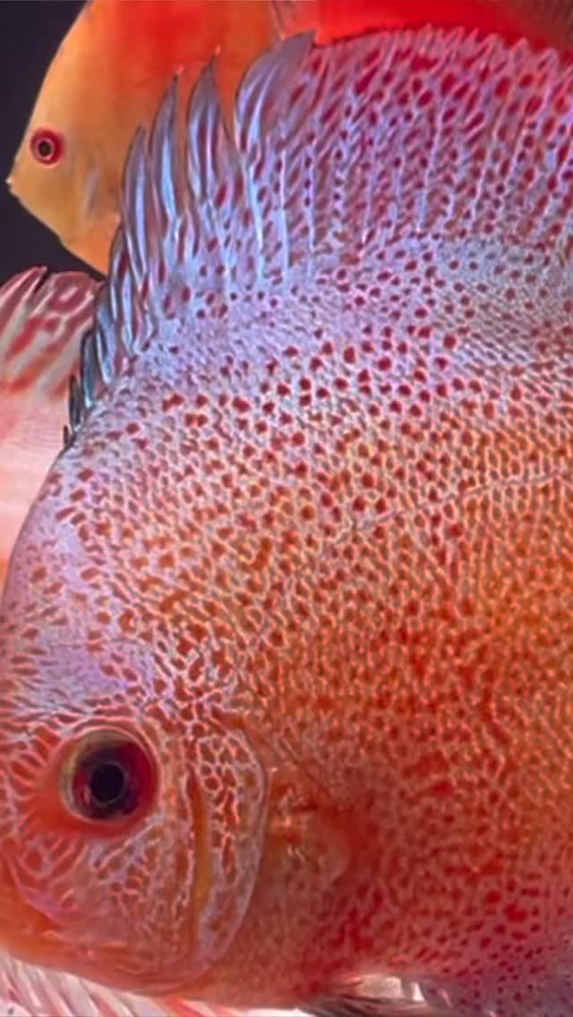 En Aquasalvaje siempre encontrarás un buen stock de discos de gran calidad ?
〰️〰️〰️〰️〰️〰️
✅ Trabajando duro cada día para ser tu mejor opción
〰️〰️〰️〰️〰️〰️
? Plaza La Constitución 3, Alcorcón
〰️〰️〰️〰️〰️〰️
? www.aquasalvaje.com
〰️〰️〰️〰️〰️〰️
#aquasalvaje #aquarium #madrid #alcorcon #aquascaping #aquascape #aquariumdesign #acuarioplantado #aquariumhobby #aquascaper #discus #aquariumfish #acuario #peces #acuariofilia #acuarios #alcorconcity