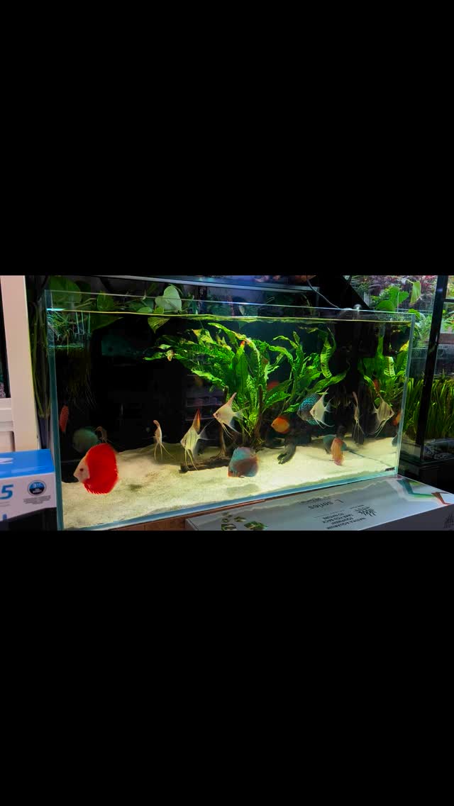 Maravilla de Altum, desde el primer minuto comiendo ❤️.
〰️〰️〰️〰️〰️〰️
✅ Trabajando duro para ser tu mejor opción
〰️〰️〰️〰️〰️〰️
? Plaza La Constitución 3, Alcorcón, Madrid.
〰️〰️〰️〰️〰️〰️
? www.aquasalvaje.com
〰️〰️〰️〰️〰️〰️
#aquasalvaje #aquarium #madrid #alcorcon #aquascaping #aquascape #aquariumdesign #acuarioplantado #aquariumhobby #aquascaper #altum #altumangelfish #pezdisco #disco #discus #discusfish #discustank #loricariidae #acuario #acuariofilia #acuarios #acuarioplantado #acuariofilia #acuariofiliaespaña #acuariofiliamadrid