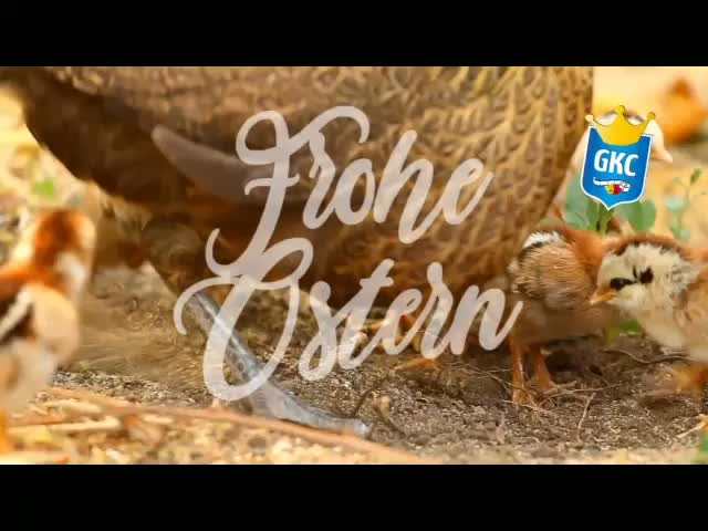 Osterzeit in Big Chicken Village!
Der GKC wünscht frohe Ostern! ?✨
Die Eier sind gefärbt ??- manche absichtlich besonders schön - die Stimmung ist bunt ? – und irgendwo gackert bestimmt schon wieder jemand grundlos ?? (Wahrscheinlich Paul. Oder der Hahn. Oder beide.)
Kurz gesagt: Alles wie immer – nur mit mehr Ei, mehr Freude und weniger Diät!
Darauf ein Eierlikörchen und
„Always look on the bright side of life!“ ?
Frohe Ostern und viele Grüße vom ganzen Hühnerhaufen
Euer GKC aus Big Chicken Village
????
#alwayslookonthebrightsideoflife #osterningrohedo #bigchickenvillage #eierlikörchen #gemeinsam #hutbergregion #bigchickenvillage