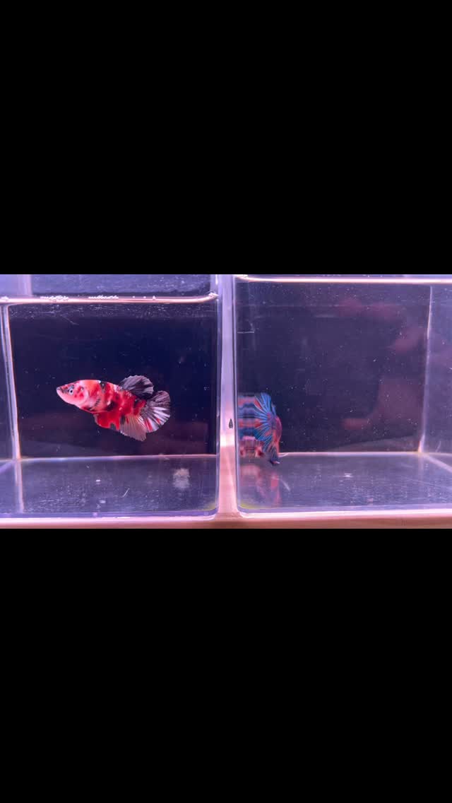 ‼️‼️NOVEDAD‼️‼️
Traemos una magnífica pareja de Bettas Plakat Gigante ?
〰️〰️〰️〰️〰️〰️
? Plaza La Constitución 3, Alcorcón.
〰️〰️〰️〰️〰️〰️
? www.aquasalvaje.com
〰️〰️〰️〰️〰️〰️
✅ Trabajando cada día para ser tu mejor opción
〰️〰️〰️〰️〰️〰️
?? Síguenos y dale a me gusta.
〰️〰️〰️〰️〰️〰️
#aquasalvaje #madrid #aquarium #alcorcon #aquascape #aquascaping #aquariumdesign #acuarioplantado #aquariumhobby #aquascaper #bettas #bettafish #bettaworld #bettafishtank #bettasplendens #bettaindonesia #bettanemo #bettaavatar