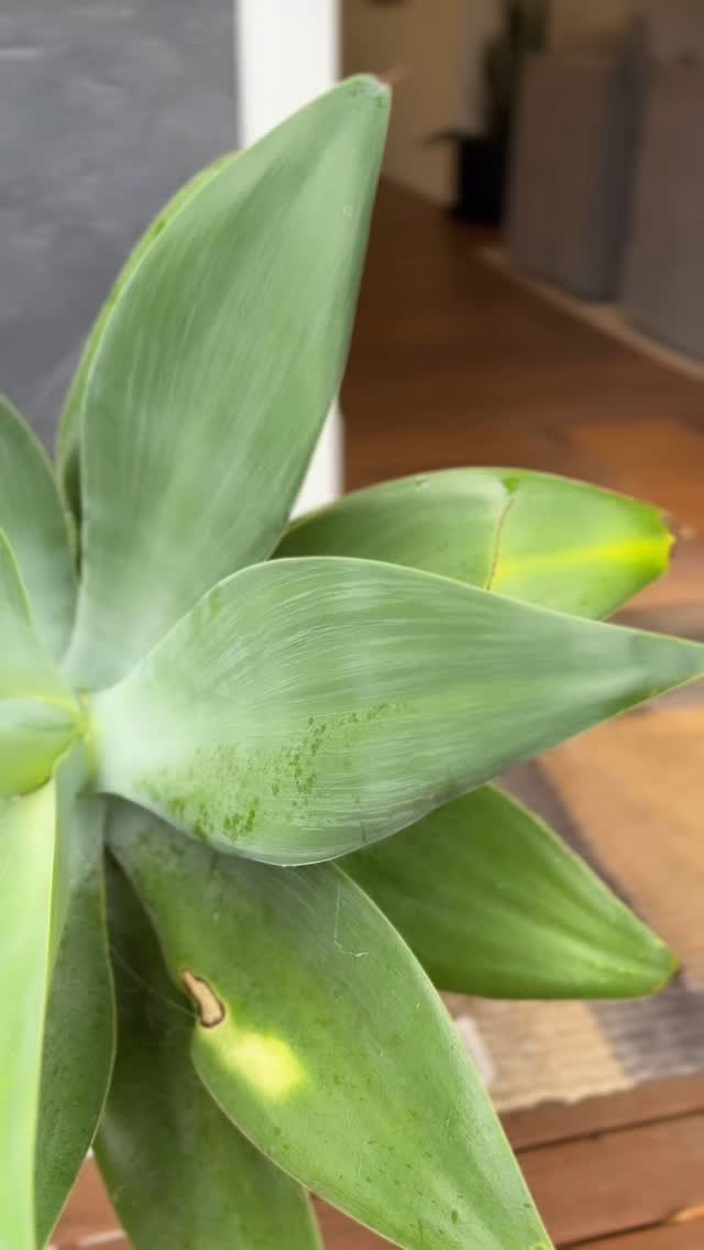 Rainy days make for lazy days??☔️
?Nala Cottage Patonga
@nalacottagepatonga
#centralcoastnsw #thegreenhouseretreats #travel #holidays #weekends #patongabeach