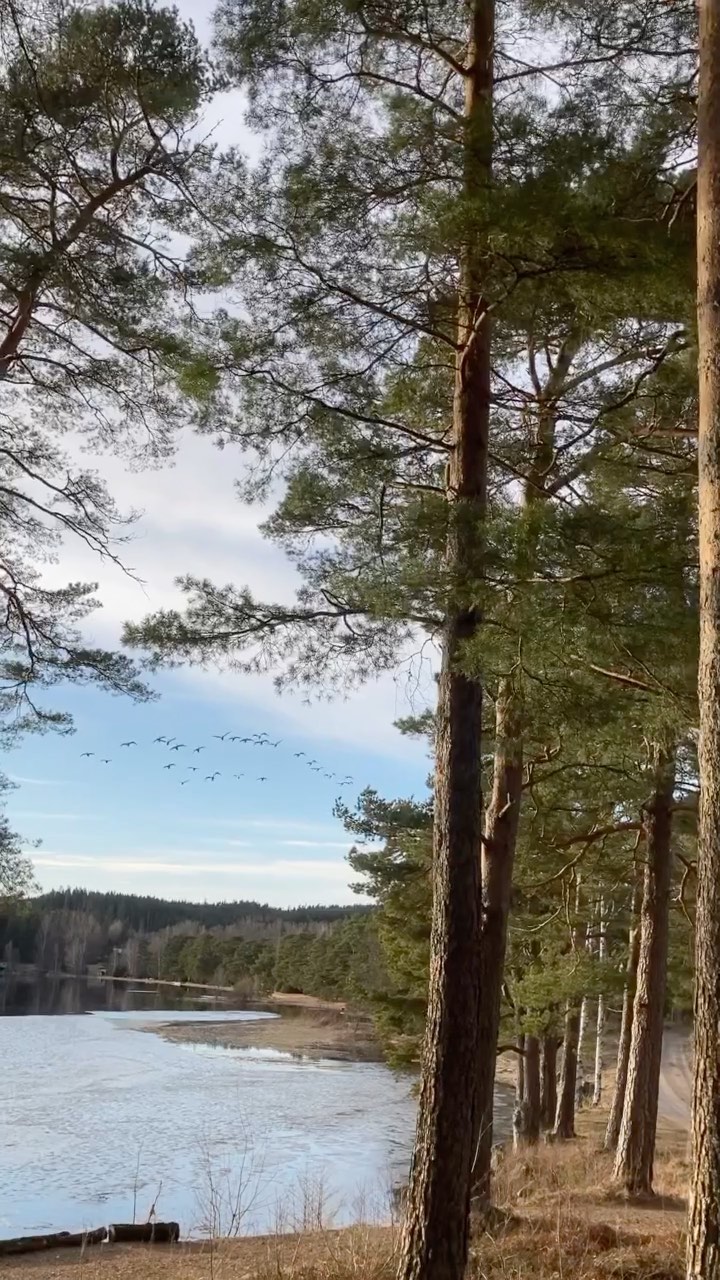 Sound on ? These swans spend their days on the lake Säven. In the evening they always call goodnight when they fly by ?
#swedencountryside #swans #naturephotography #outdoorphotography #naturelovers #swedenimages #swedenvacation #swedennature #swedensummer #swedenlakelife #cabinlife #cozycabin #schwedenliebe #scandinaviandesign #scandinavianstyle #schwedenhaus #schwedenurlaub
#visitsweden #cutecabin #cabinlife #cabininthewoods #scandinavianhome #stuganvidsjön #fritidshus #swedenimages #sweden_photolovers
#westcoast #ig_naturelovers
#västsverige #countryside #country_features #pastelsky