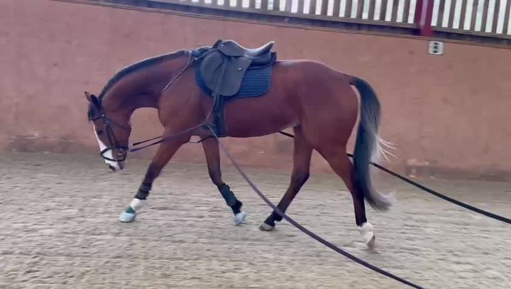 Come along to our ridden & long-reining demonstration on Sat 12 April 2025 - 10am - 12.30pm. Book online on our website under Events. Just £20 per ticket.
