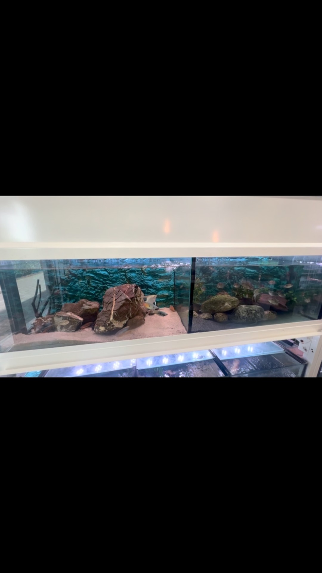 Esperamos que os sirva de ayuda ☺️
〰️〰️〰️〰️〰️〰️〰️
✅Trabajando duro para ofreceros siempre lo mejor
〰️〰️〰️〰️〰️〰️〰️
? Plaza La Constitución 3, Alcorcón.
〰️〰️〰️〰️〰️〰️〰️
? www.aquasalvaje.com
〰️〰️〰️〰️〰️〰️〰️
#aquasalvaje #aquarium #madrid #alcorcon #apagon #apagones #apagonespaña #apagónnacional #aquascaping #aquascape #aquariumdesign #acuarioplantado #aquariumhobby #aquascaper