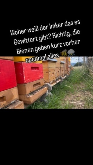 Wenn es zeitnah ein Gewitter gibt, wissen Bienen das und dies macht sich auch am Flugloch bemerkbar, wo den ganzen Tag lang schon guter Flugbetrieb war, ist kurz vor dem Gewitter die Hölle los. ⛈️☔️
Kurz vor Gewitter vermeidet es der Imker übrigens auch, an seinen Bienen zu arbeiten, da Sie dies nicht sehr gut finden und es oft mit Stichen und erhöhten Abwehrverhalten deutlich machen. ??
#imkernmachtglücklich #instaimker #Bienen #ImkereiMarwinKalkau #germany #hamelnpyrmont #hameln #hessischoldendorf
