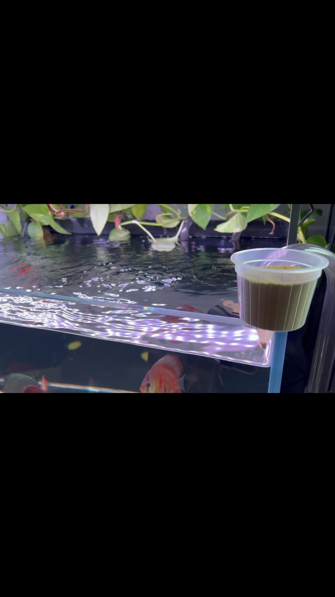 El mejor tratamiento y la mejor prevención es una buena alimentación. Pongamos un ejemplo,
Cuando tenemos un perro o un gato nos preocupamos muchísimo en su alimentación, buscamos los mejores piensos y estudiamos la tabla nutricional, una buena alimentación evita visitas al veterinario.
Con nuestros peces sucede lo mismo, si no reciben una buena alimentación que sea equilibrada y justamente balanceada para peces ornamentales con el tiempo su sistema inmunológico, órganos, su esqueleto y mucosa se verán comprometidos y en el mejor de los casos enfermarán.
A la alimentación le debemos de dar la misma importancia o más que a una desparasitación por ejemplo.
Dar una buena alimentación es un gesto tan sencillo que tenemos en nuestra mano.
Posdata: Perdonar por el audio del subtítulo, queríamos probar la IA?
〰️〰️〰️〰️〰️〰️〰️〰️〰️〰️〰️〰️
?Plaza La Constitucion 3, Alcorcón.
? www.aquasalvaje.com
〰️〰️〰️〰️〰️〰️〰️〰️〰️〰️〰️〰️
#aquasalvaje #aquarium #madrid #alcorcon #aquascaping #aquascape #aquariumdesign #acuarioplantado #aquariumhobby #aquascaper #ornamentalfish #foodfish #goodanimals #animallovers