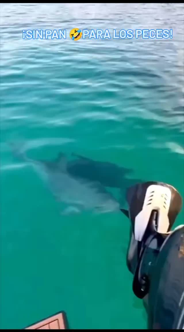 ¡PURA locura! No sabemos qué es lo que tiene el mar, pero a todas horas nos deja sin palabras?.
?Ellos querían hablar y nosotros no sabíamos qué decir?. Este invierno toca aprender el lenguaje DOLPHIN, para tenerlos cerca e integrarlos en la familia.
✨Salidas en barco con catálogo de maravillas a vuestra disposición.¡Mágico y poderoso! Instantes que agudizan los sentidos♥️.
?¡El truco es otoño y la magia @daydreamboatsibiza!
?️Continúa el Show?️