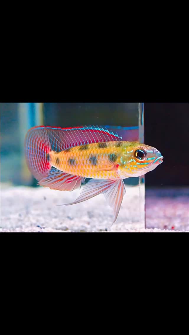 ?Dicrossus Maculatus?
〰️〰️〰️〰️〰️〰️〰️〰️〰️
#apistogramma #apistogrammafishtank #fishtanks #fishtanksofinstagram #aquasalvaje #madrid #alcorcon #aquarium #aquascape #aquascaping #aquariumdesign #acuarioplantado #aquariumhobby #aquascaper #aquablogger #photographer #photography #instagood