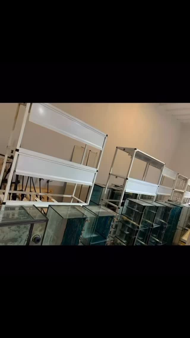 Por fin podemos decir… Os esperamos viernes 18 con la tienda abierta en ?Plaza Ondarreta 1, 28923 de Alcorcón!!
Nuestro único objetivo es competir contra nosotros mismos y seguir mejorando en todo, por lo que creemos que será un avance y a tod@s vosotr@s os gustará!
〰️〰️〰️〰️〰️〰️〰️〰️〰️〰️〰️〰️〰️
#aquasalvaje #madrid #alcorcon #aquarium #aquascape #aquascaping #aquariumdesign #acuarioplantado #aquariumhobby #aquascaper #newshop #deestreno #estreno