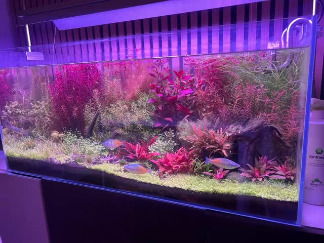 ? ¿En qué consiste la “siesta de luz”?
La idea es dividir el tiempo de iluminación en dos bloques:
• Ejemplo: 4 horas de luz → 2 horas de apagado → 4 horas de luz.
De esta forma, las plantas siguen recibiendo su dosis diaria de luz, pero no toda seguida.
⸻
✅ Ventajas de la siesta de luz
• Adaptación natural: en la naturaleza, las plantas acuáticas sufren sombras intermitentes (nubes, vegetación flotante, turbidez del agua).
• Control de algas: al interrumpir la continuidad, muchas algas oportunistas crecen con más dificultad.
• Flexibilidad: puedes ajustar la luz para que coincida con las horas en que disfrutas más del acuario encendido (mañana y tarde).
⸻
❌ Inconvenientes del fotoperiodo partido
• Estrés en los peces: cambios de luz varias veces al día pueden alterar sus rutinas.
• Menor estabilidad: las plantas se adaptan, pero no es tan óptimo como un fotoperiodo continuo.
• No es necesario si no hay problemas de algas; puede ser complicarse sin motivo.
⸻
? ¿Qué es lo más recomendable?
• En la mayoría de acuarios plantados lo ideal es un fotoperiodo continuo de 6 a 8 horas.
• La “siesta de luz” puede usarse como estrategia temporal si aparecen algas o si necesitas ajustar horarios, pero no debería ser la norma.
⸻
? Conclusión
Sí, es posible parar el fotoperiodo durante un corto tiempo y las plantas no sufrirán daños. Incluso puede ser beneficioso en algunos casos.
Pero si tu acuario está sano y equilibrado, lo mejor es mantener un ciclo continuo de luz, ya que es más natural para peces y plantas.
〰️〰️〰️〰️〰️〰️〰️〰️〰️〰️〰️〰️〰️〰️〰️
#aquasalvaje #aquascaping #madrid #alcorcon #aquarium #aquascape #aquariumhobby #acuarioplantado #aquariumdesign #aquascaper #acuarios #plantadeacuario