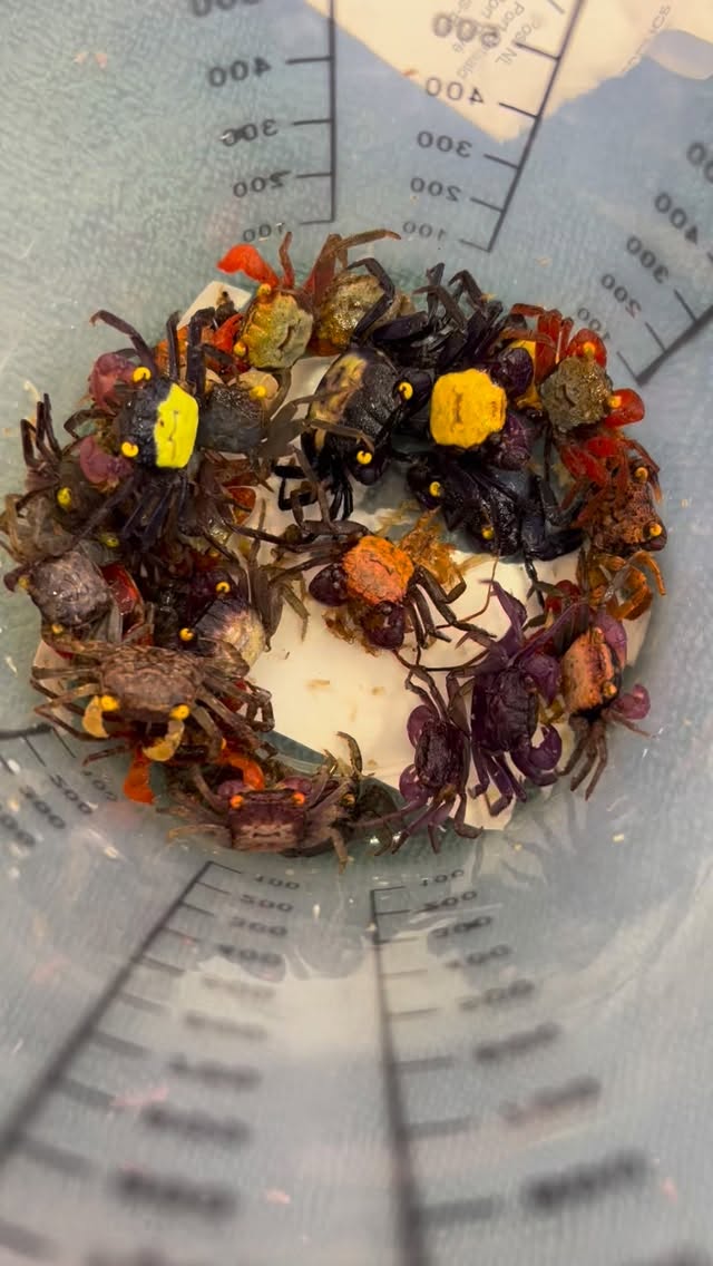 ?✨ ¡Los cangrejos vampiro más espectaculares ya están en Aquasalvaje!
En un solo cubo se juntan todas las variedades y colores ?, creando un show único en tu terrario.
? Ven a verlos en tienda o consigue los tuyos online ?.
? ¿Cuál será el próximo habitante de tu nano terrario?
www.aquasalvaje.com
〰️〰️〰️〰️〰️〰️〰️〰️〰️〰️〰️〰️
#Aquasalvaje #CangrejoVampiro #Geosesarma #CrustáceosExóticos #TerrarioExótico #AnimalExótico #Crustáceos #NanoTerrario #TiendasDeAnimales #aquascaping