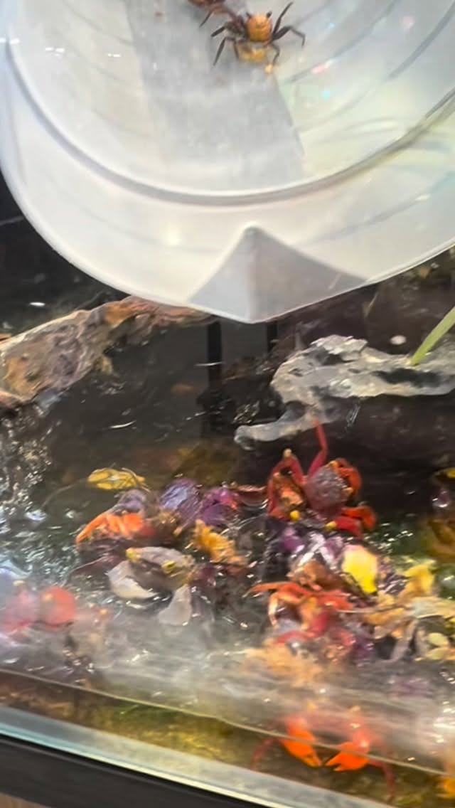 ?✨ ¡Novedad en Aquasalvaje! ✨?
Ya tenemos disponibles los increíbles Cangrejos Vampiro (Geosesarma sp.) ?♂️?.
Con sus colores intensos y su aspecto único, son la elección perfecta para dar un toque exótico a tu acuario o terrario.
? Visítanos en tienda física o en nuestra web: www.aquasalvaje.com
#CangrejoVampiro #Geosesarma #Acuarios #Aquascaping #Terrario #Aquasalvaje #NuevoEnTienda #exóticos