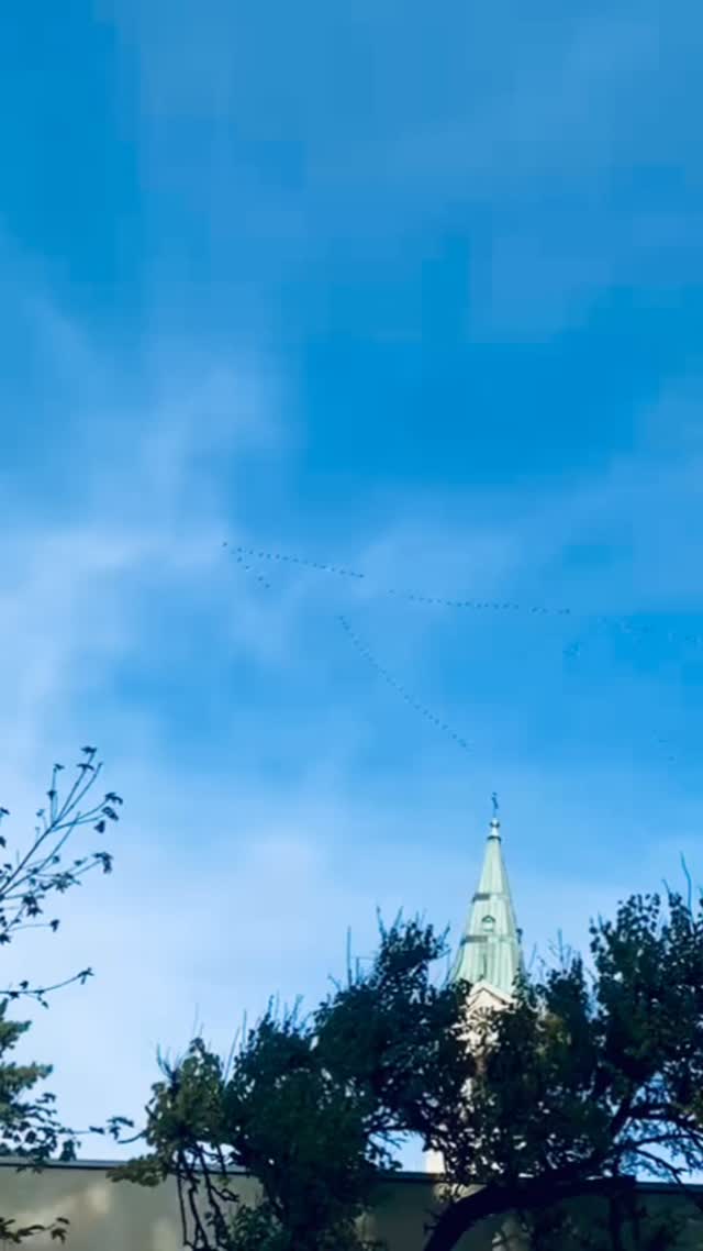 Kraniche über Linz! Seit einigen Jahren nutzen Tausende Kraniche eine neue Route auf ihrem Weg ins Winterquartier - sie fliegen direkt über Linz -> www.linza.at/donaukraniche Kraniche über Linz! Seit einigen Jahren nutzen Tausende Kraniche eine neue Route auf ihrem Weg ins Winterquartier - sie fliegen direkt über Linz -> www.linza.at/donaukraniche