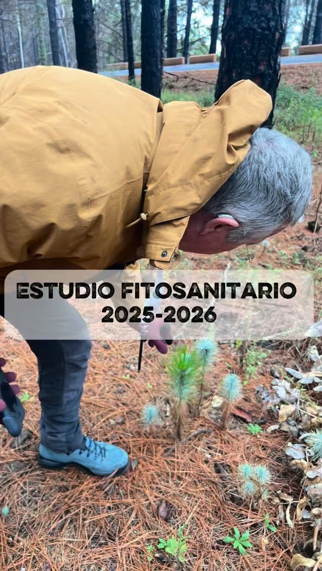 🌲✨ La semana pasada recibimos la visita de Sven, nuestro ingeniero forestal de confianza, que cada año viaja hasta Forestal Park Tenerife para realizar el estudio fitosanitario de todos los árboles del parque.
🔍 Gracias a su trabajo revisamos uno a uno los árboles soporte, evaluando su salud, estabilidad y resistencia.
Esto nos permite garantizar una aventura segura, responsable y totalmente respetuosa con el pinar canario. 💚
La diversión es importante…
pero la seguridad y el cuidado del bosque siempre van primero. 🌿🌲
•
•
•
#ForestalParkTenerife #PinarCanario #AventuraEntreÁrboles #SeguridadEnAltura #IngenieríaForestal #TurismoSostenible #EstudioFitosanitario #Tenerife #NaturalezaCanaria