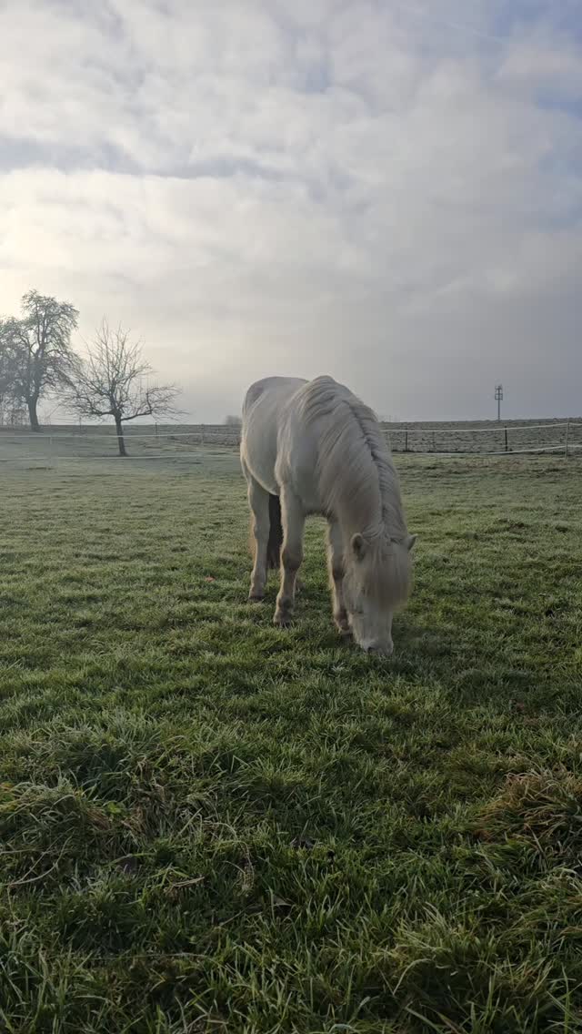 ? DAS WARS FÜR DIESES JAHR ?
Das Ponyreiten 2025 ist beendet. ?
Morgen folgt dann unser Abschluss-Post für dieses Jahr & unser