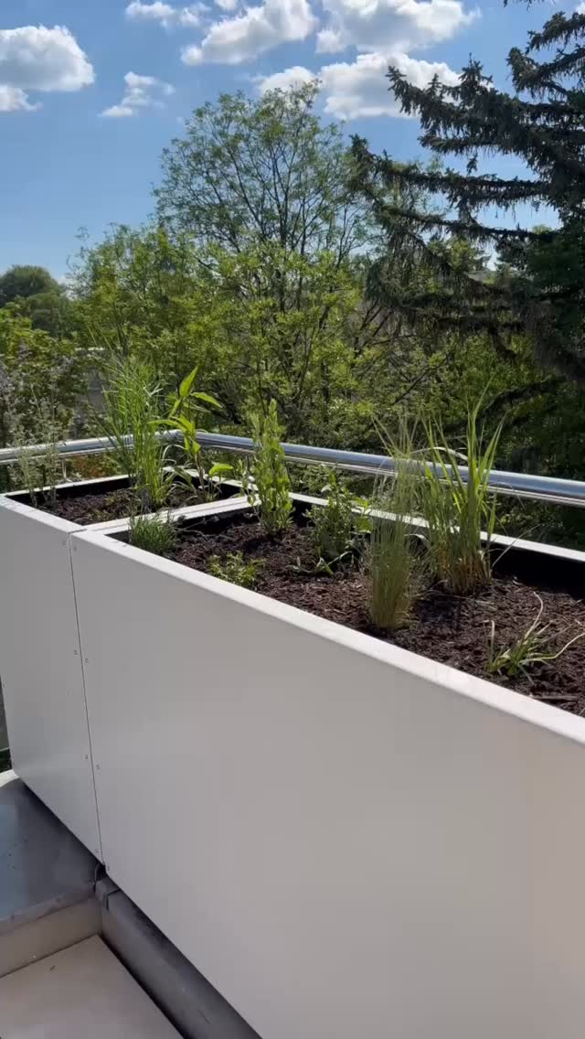 Kürzlich durften wir ein Projekt umsetzen, das so auch für uns eine Premiere war: die Gestaltung einer Dachterrasse mitten in Pasing mit maßgeschneiderten Hochbeeten. 🌿🏙️
Die Hochbeete haben wir mit insektenfreundlichen Stauden bepflanzt – nachhaltig, lebendig und ein schöner Kontrast zur urbanen Umgebung. 🐝🌸
Das Besondere: Die Bepflanzung sorgt nicht nur für mehr Grün in der Großstadt, sondern dient künftig auch als natürlicher Sichtschutz zum gegenüberliegenden Hochhaus, sobald die Pflanzen ihre volle Größe erreicht haben.
Ein spannendes Projekt, das zeigt, wie vielseitig und kreativ Gartenbau auch im städtischen Raum sein kann. 🌱✨
#Dachterrasse #UrbanGardening #Gartenbau #GaLaBau #Stadtgrün @gaertner_von_eden