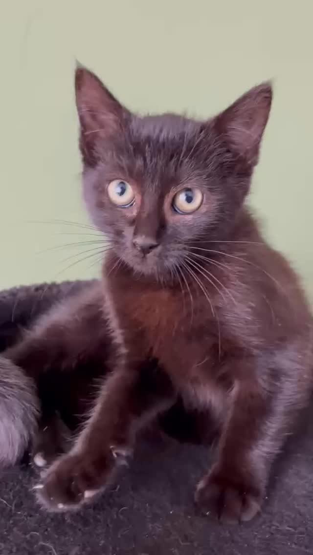 Ter adoptie: ZAZOE!
Hoi, ik zal me even voorstellen. Ik ben Zazoe, een mooie zwarte dame, al zeg ik het zelf.
Zet eerst je geluid maar eens aan, dan kun je mijn gespin én mijn schattige miauwtje horen. 😻
Volgens mijn pleegmama ben ik nog een beetje verlegen, maar zelf vind ik dat best meevallen. Samen met de andere kitten durf ik al spelend heel het huis door te rennen en zelfs de hond krijgt af en toe een kopje. Als het in de avond rustig is kruip ik voorzichtig tegen mijn pleegmama aan en dan begin ik te spinnen.
Oké… misschien ben ik tóch een beetje verlegen. Mijn pleegmama vertrouw ik nu, maar nieuwe mensen zijn wel spannend. Daarom zoeken ze een huisje voor me waar ze snappen dat ik het op het begin niet gelijk kom knuffelen. Oh en het liefste een huisje waar ze net zo houden van eten en spelen met hengeltjes als ik.
Mag ik dan nog één wens hebben? Ik zou het fijn vinden als er een andere een kat of kitten in mijn nieuwe huisje is. Een maatje dat de poezentaal spreekt en waar ik, nadat we samen hebben gespeeld, fijn tegenaan in slaap kan vallen.
Wil je meer over me weten? Bel dan even met de kittencoördinator: 📱 06-58 74 85 39.
Kan je me zelf geen thuis bieden, wil je dan dit bericht delen? Hoe meer het gedeeld wordt, hoe sneller ik mijn gouden mandje vind. Dankjewel! 💛
Extra informatie
Geslacht: Poes
Gesteriliseerd: Ja
Leeftijdsfase: Kitten
Kan met andere katten: Ja
Kan met andere honden:!Ja
Kan met kinderen:!Nee
Type kat: Binnen- en buitenkat
#teradoptie #kitten #poes #gastgezin #dierenasiel