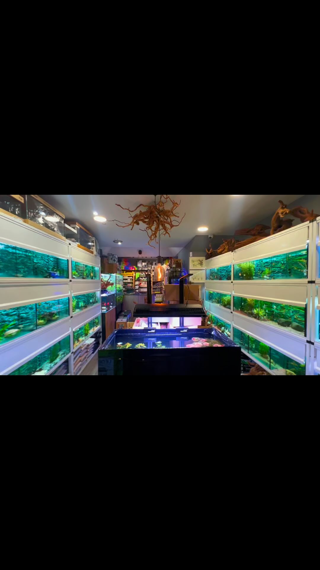 Cuando un sueño se hace realidad, compitiendo contra nosotros mismos para mejorar cada día y ofreceros siempre lo mejor.
〰️〰️〰️〰️〰️〰️〰️
? Plaza La Constitución 3, Alcorcón.
? www.aquasalvaje.com
〰️〰️〰️〰️〰️〰️〰️
#aquasalvaje #aquarium #madrid #alcorcon #aquascaping #aquascape #aquascape #aquariumdesign #acuarioplantado #aquariumhobby #aquascaper #biotopeaquariums #biotope #biotopeaquarium #biotopetank #biotopeinspired #biotopo #acuariobiotopo