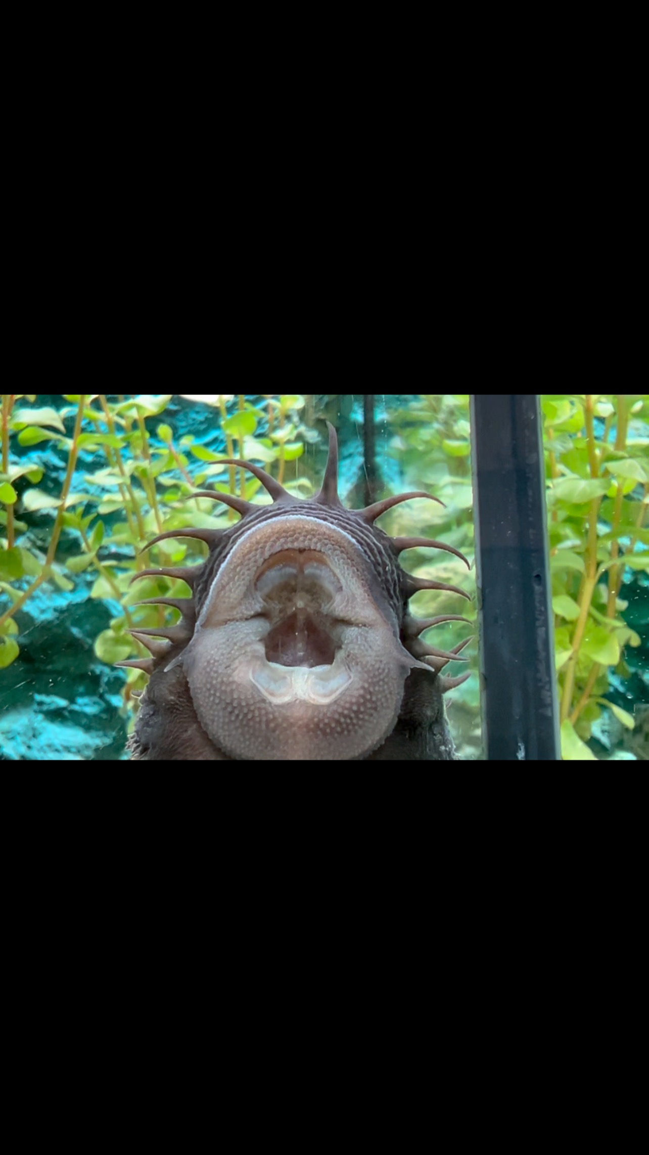 En Aquasalvaje podrás encontrar un gran surtido de peces, invertebrados y plantas a tu disposición de los mejores criadores y distribuidores de Europa. Nos esforzamos cada día para ofreceros siempre lo mejor, con grandísima calidad y a un precio competitivo, la acuariofilia debe de llegar a cada rincón, a cada casa, porque esta afición es muy bonita, y las tiendas tenemos el cometido de hacerla crecer.
〰️〰️〰️〰️〰️〰️〰️〰️〰️〰️〰️〰️
? Plaza La Constitución 3, Alcorcón.
? www.aquasalvaje.com
〰️〰️〰️〰️〰️〰️〰️〰️〰️〰️〰️〰️
#aquasalvaje #aquarium #madrid #alcorcon #aquascaping #aquariumdesign #aquascape #acuarioplantado #aquariumhobby #aquascaper #acuario #acuarios #acuariofilia #acuariofiliaespaña #acuariofiliamadrid #acuariosplantados #acuarionatural #biotopo #peces #pecestropicales #pecesdeaguadulce #pecesornamentales #pecesdeacuario