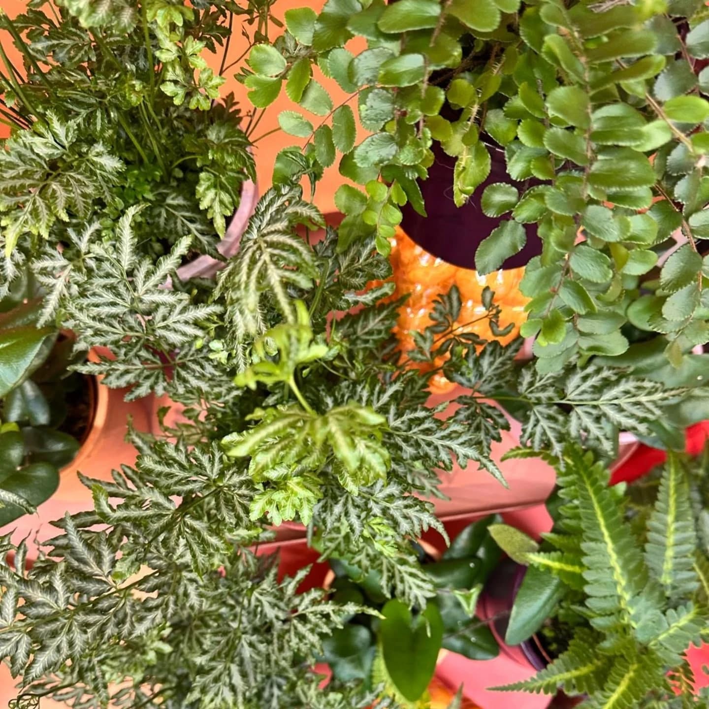 We hebben weer wat leuke varen soortjes toegevoegd aan ons assortiment
Welke is jouw favoriet 💚