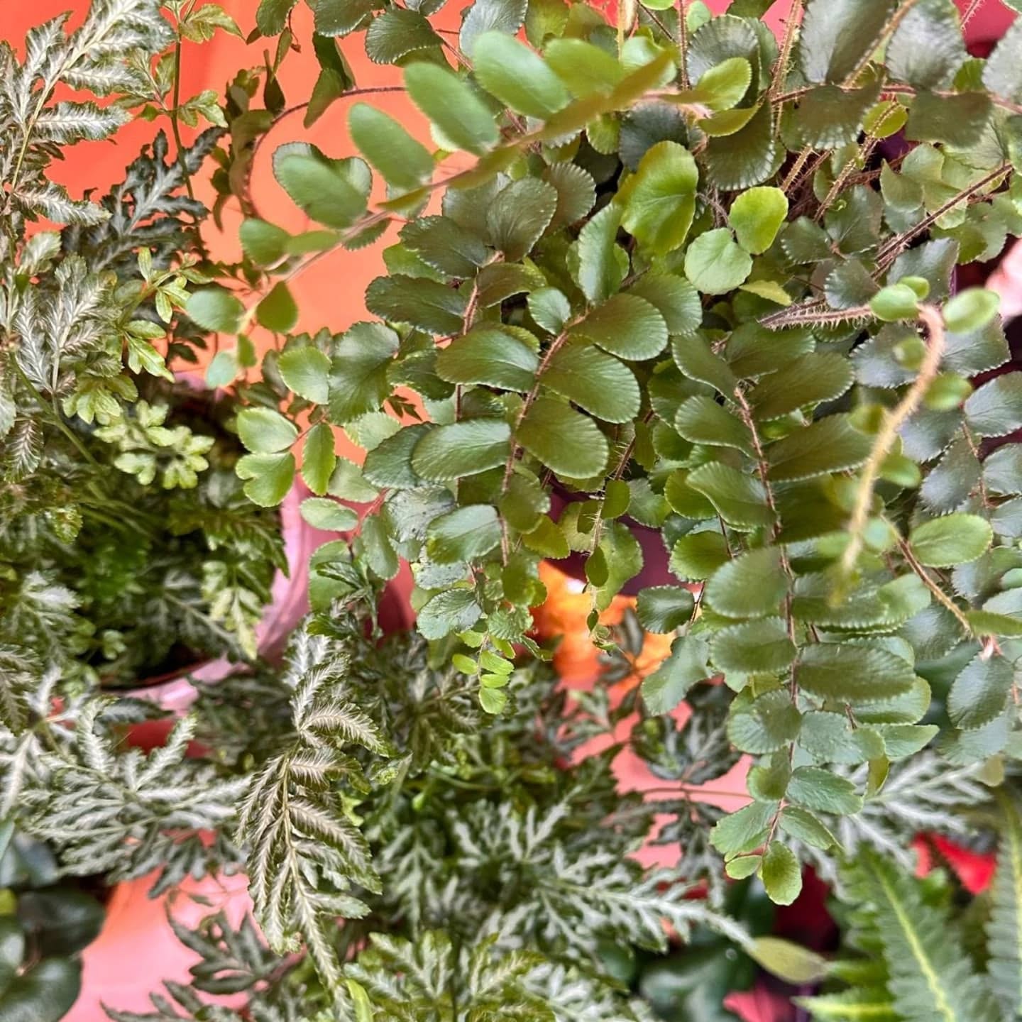 We hebben weer wat leuke varen soortjes toegevoegd aan ons assortiment
Welke is jouw favoriet 💚
