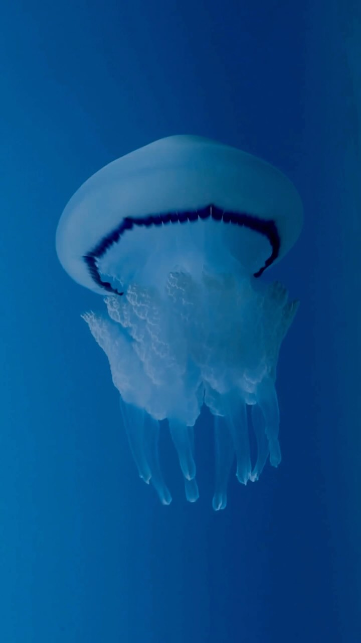 No es tan común de ver, pero cuando aparece, impresiona. ?✨ La Rhizostoma luteum es una de las medusas más grandes del Mediterráneo, pudiendo superar el metro de diámetro.
Llevan millones de años recorriendo los océanos, dueñas de un ritmo que nadie les discute. ¿Te gustaría verlas en una inmersión?
? Descubre la vida marina en primera fila con nosotros.
#PADI #OpenWaterMadrid #BuceoMadrid #BuceoEspaña #oceanlover #scubaworld #diving #Bucear #Buceo #explorer #oceanlife #underwaterworld #ScubaDiving #Medusa #jellyfish