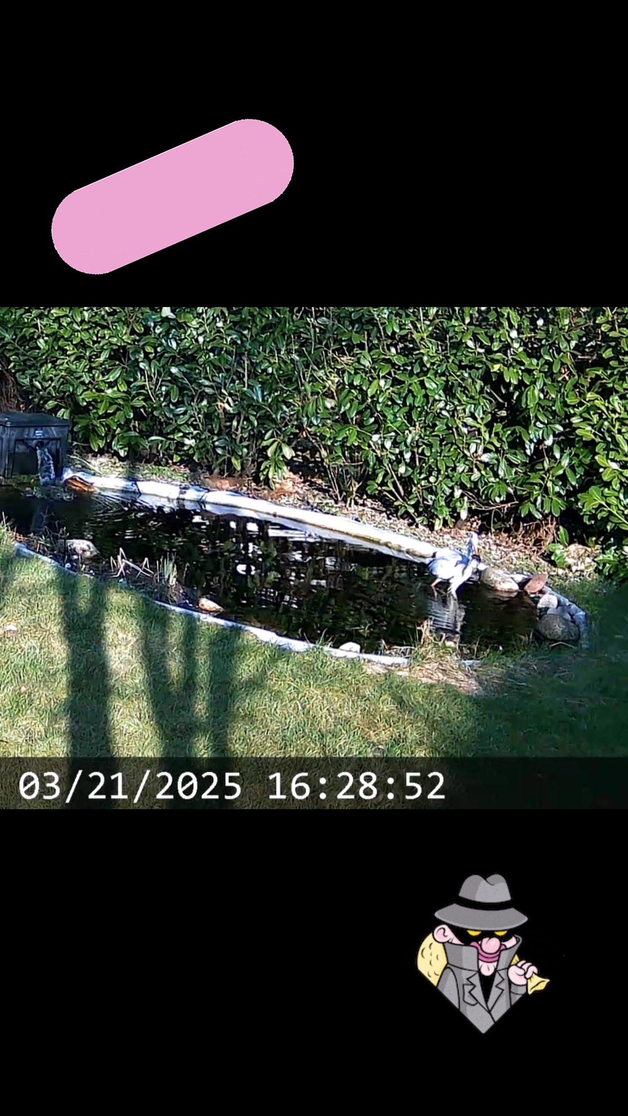 Dreister geht es kaum. ???
Wir waren am Freitag kaum unterwegs, als dieser dreiste Dieb unseren Teich geplündert hat.
⚠️ Achtung ⚠️, passt auf eure Frösche auf.
#dreist #raub #dieb #vanlife #unterwegs #naturestrikesback #garten #intothegarden #garden #fun #wildlife