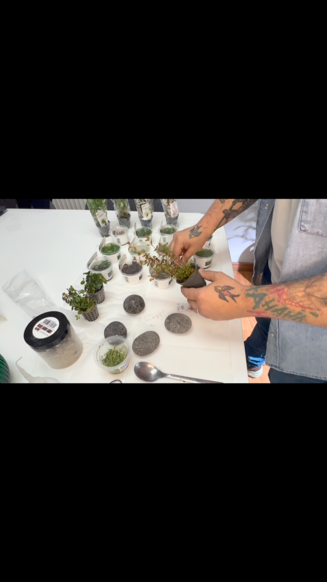 Realizamos un montaje de un acuario Holandés ??a petición del cliente. En un futuro podremos disfrutar de su avance ya que nos ha contratado también el mantenimiento del mismo✂️
〰️〰️〰️〰️〰️〰️〰️〰️
✅Trabajando cada día para ser tu mejor opción.
〰️〰️〰️〰️〰️〰️〰️〰️
? Plaza La Constitución 3, Alcorcón.
〰️〰️〰️〰️〰️〰️〰️〰️
? www.aquasalvaje.com
〰️〰️〰️〰️〰️〰️〰️〰️
#aquasalvaje #aquarium #madrid #alcorcon #aquascaping #aquascape #aquariumdesign #acuarioplantado #aquariumhobby #aquascaper #aquariumplants #aquariumsystems #acuarioholandes #mantenimientoacuario #aquariumplant