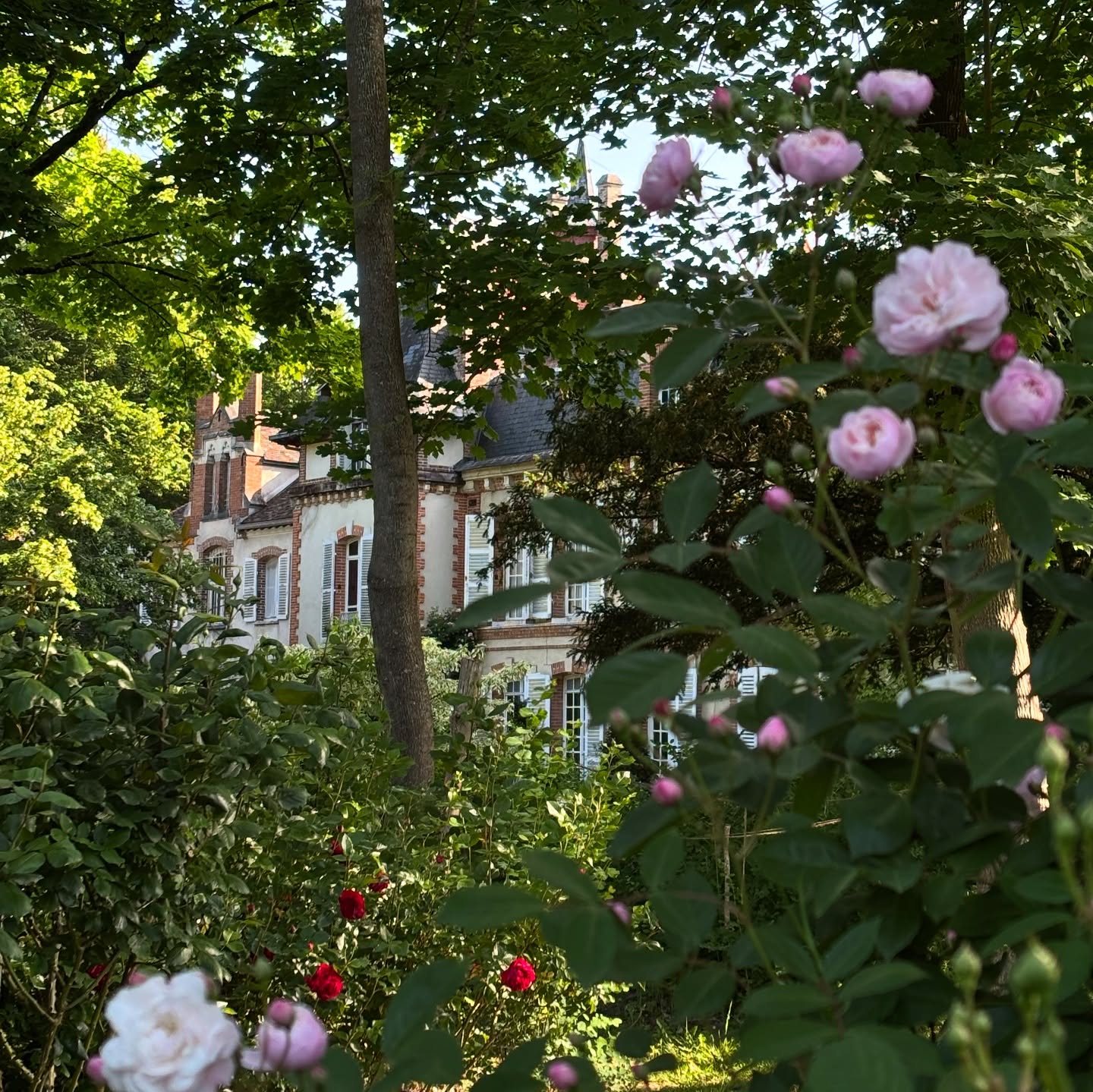 Profiter d’une visite au château pour se délecter des parfums des mille roses…
#rosabonheur #museerosabonheur #rose #parc #musee #visite #seineetmarne