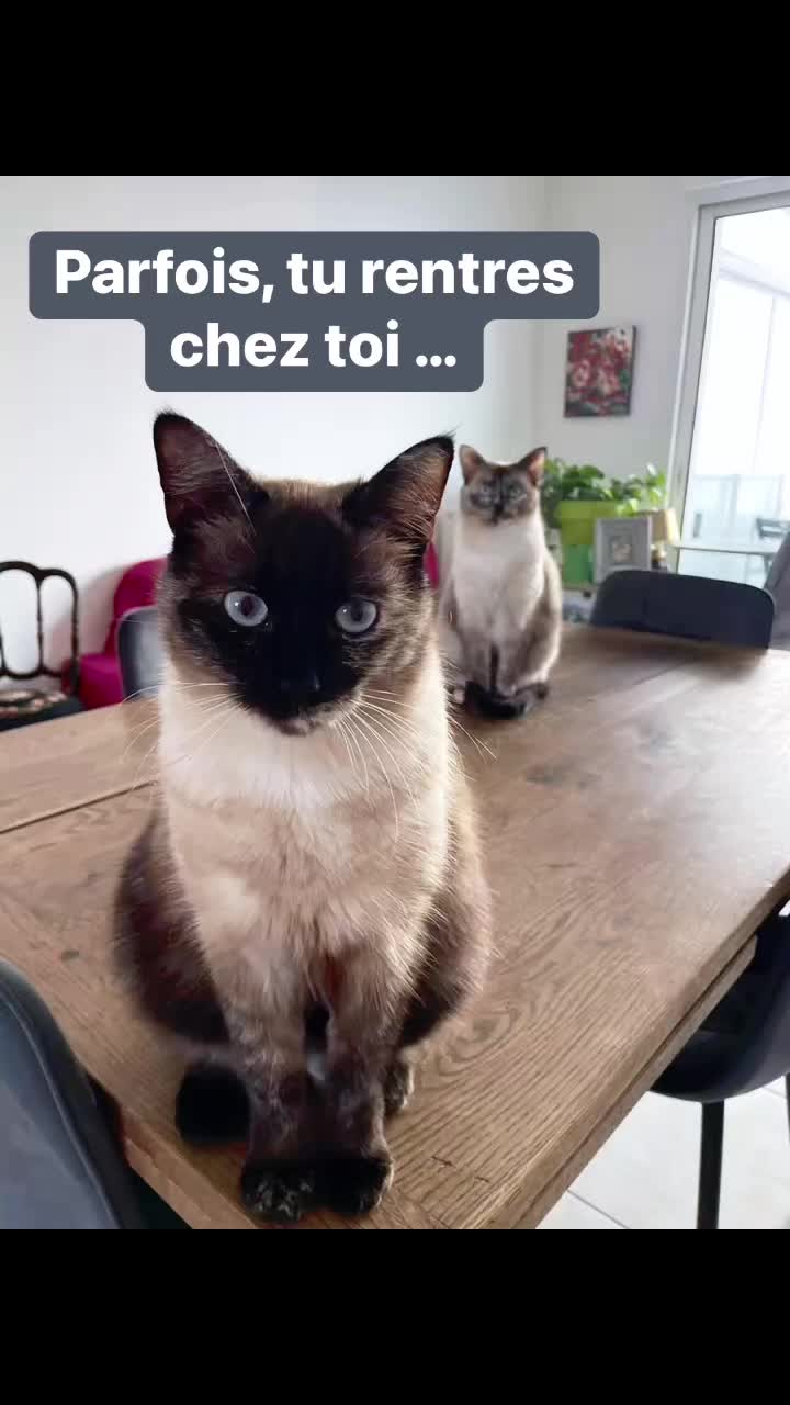 ✨ Parfois, tu rentres chez toi…et tu sais que tu es attendue. ? Pas avec des mots.Pas avec des gestes. Juste… avec des yeux qui t’ont cherchée toute la journée. ? C’est ça, l’amour silencieux. #ComplicitéFéline #ChatDeVie #MaisonRefuge #MomentSuspendu #ReelEmotion #chat #histoiredechat