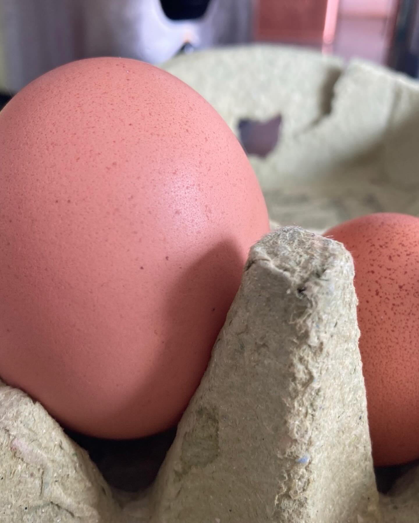 That is one massive mamma sized egg! No idea how that came out…
Find out more about our story at recoveringautism.com
#chickeneggs #gapscoach #gapsyndrome #gapsdiet #gapsnutritionalprotocol #recoveringautism #recoveryfromautism