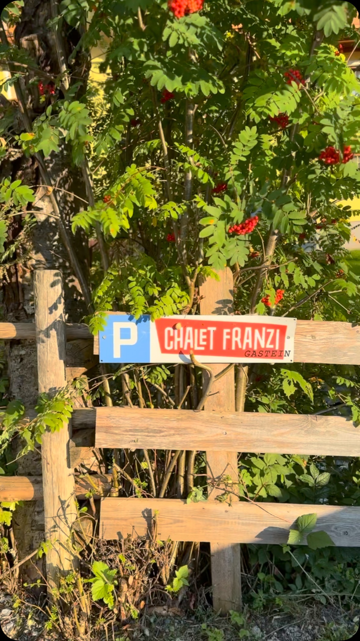 gleich beim @chaletfranzi parkplatz wachsen vogelbeeren die bald vom nachbarn verdestilliert werden. wir freuen uns schon sehr auf die Verkostung. #vogelbeer #schnaps #visitgastein #dorfgastein #chaletfranzi #imchaletisschee #urlaubindenbergen #ferienhaus #holidayhome #mountainchalet