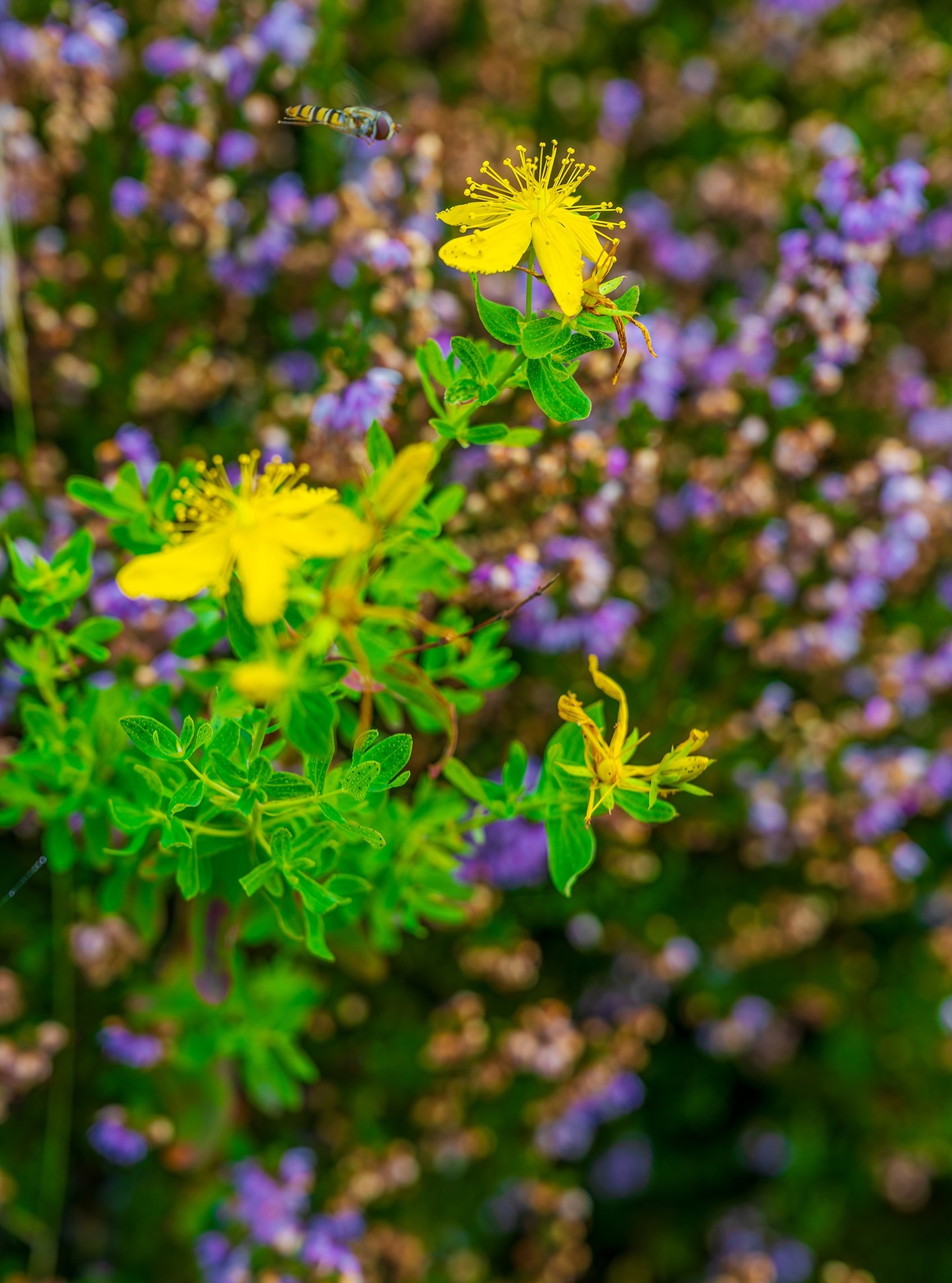? Zurück im Schwarzwald – unterwegs auf dem Ölleitungsweg ?
Nach meinem Urlaub hat es mich am Sonntag wieder in die Heimat gezogen – und was gibt es Schöneres, als den Schwarzwald wandernd zu genießen? ?♂️
Von Baiersbronn ging es mit dem Bus zum Ruhestein, wo ich den selten begehbaren Ölleitungsweg eingeschlagen habe. Fast das ganze Jahr über ist er aus Wildschutzgründen gesperrt – und das merkt man sofort: eine stille, unberührte Natur mitten in der Kernzone des Nationalparks. ✨
Die Landschaft zeigte sich von ihrer schönsten Seite: blühende Besenheiden, rot leuchtende Heidelbeeren und Vogelbeeren, geheimnisvolle Lichtspiele im Wald – eine mystische Atmosphäre, die mich tief beeindruckt hat.
Am Dreirevierstein wechselte ich dann auf den Seensteig Richtung Baiersbronn. Bis zur Sattelei bin ich kaum jemandem begegnet – ein Gefühl von Einsamkeit und Freiheit, das nur die Natur schenken kann. ?
#Schwarzwald #NationalparkSchwarzwald #Ölleitungsweg #Seensteig #Wanderliebe #Heimat